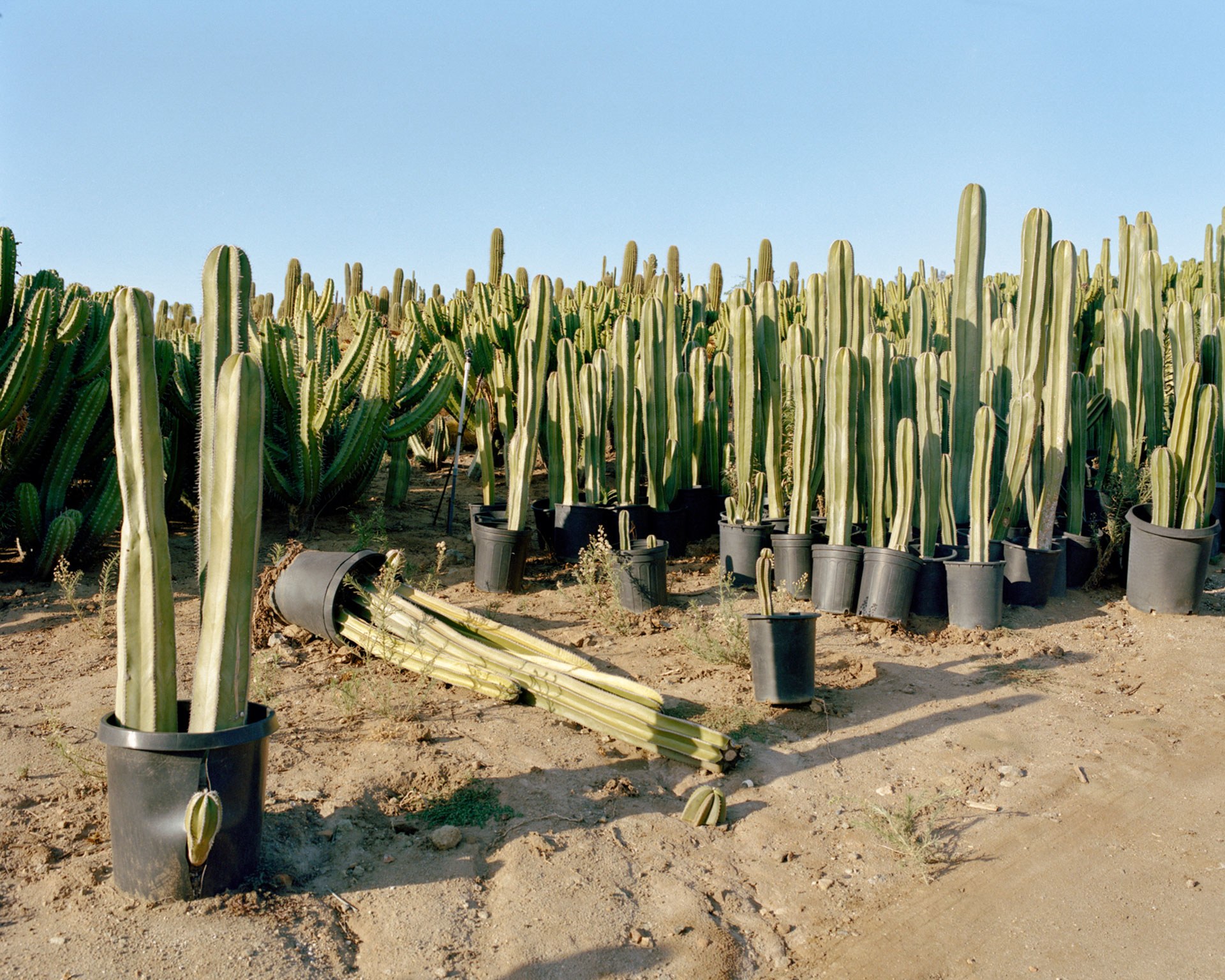 The Big, Thorny Business of Palm Trees and Cacti | WIRED
