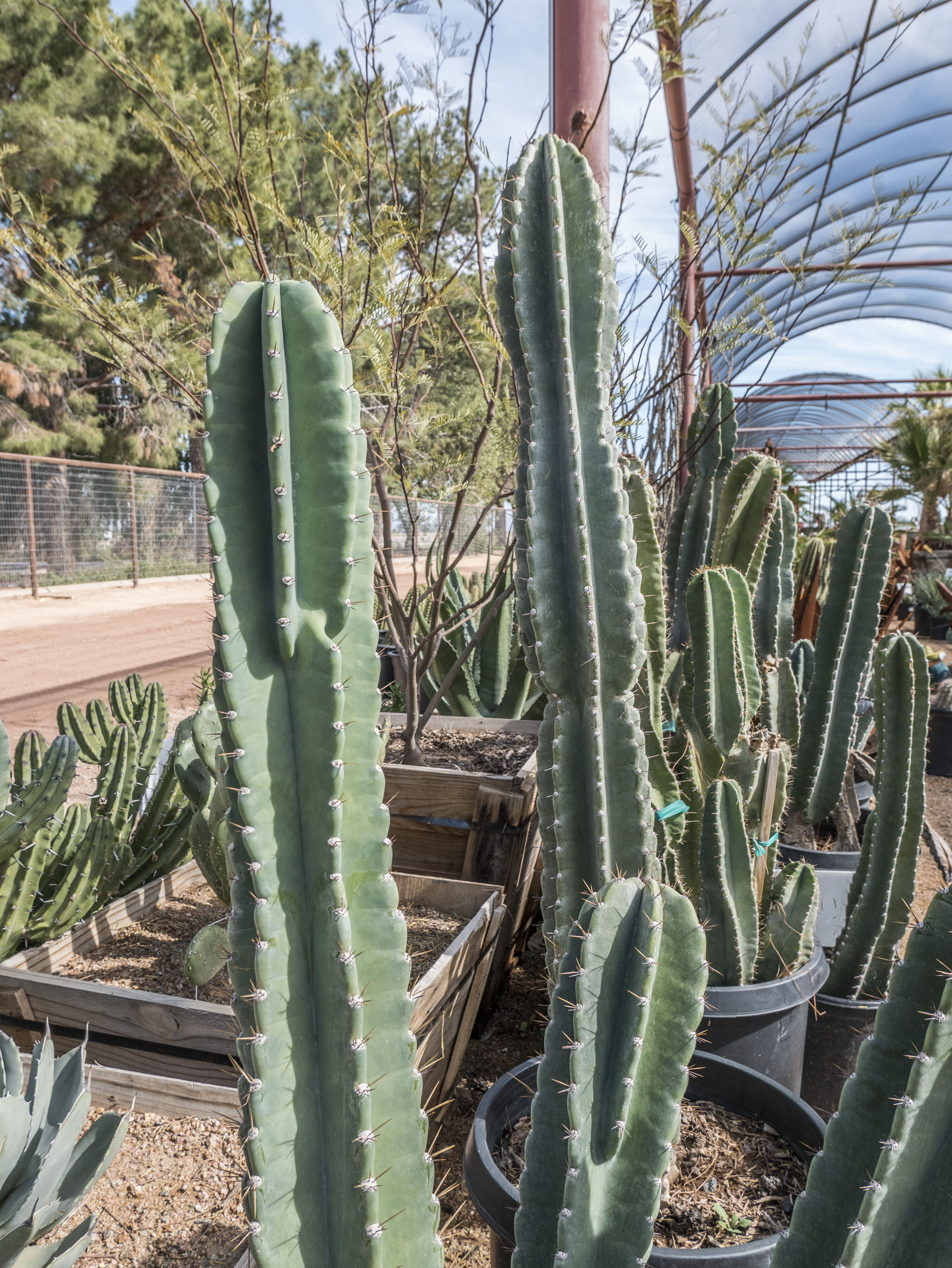 Peruvian Apple Cactus - Desert Horizon Nursery
