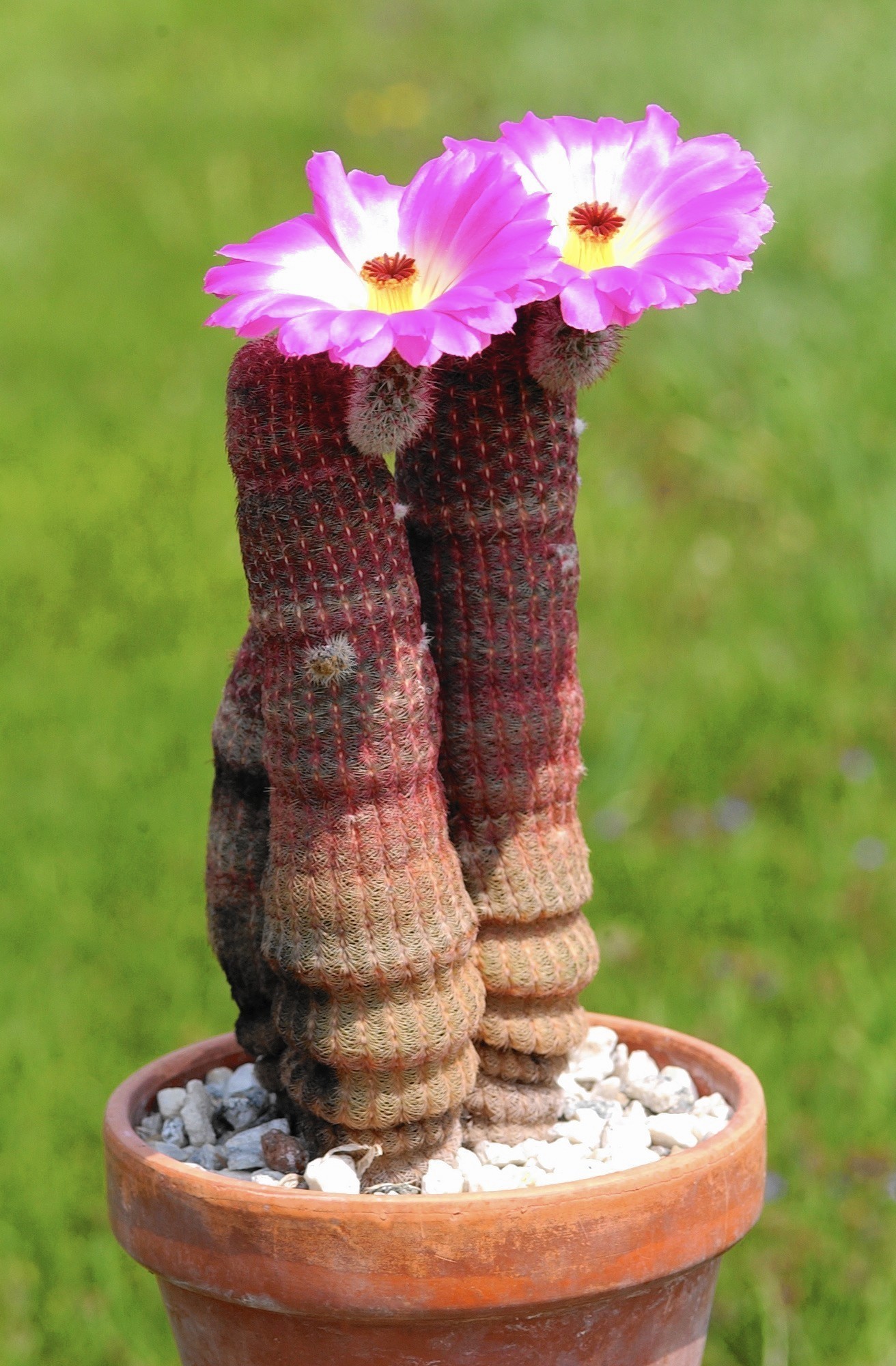 Flowering cactus photo