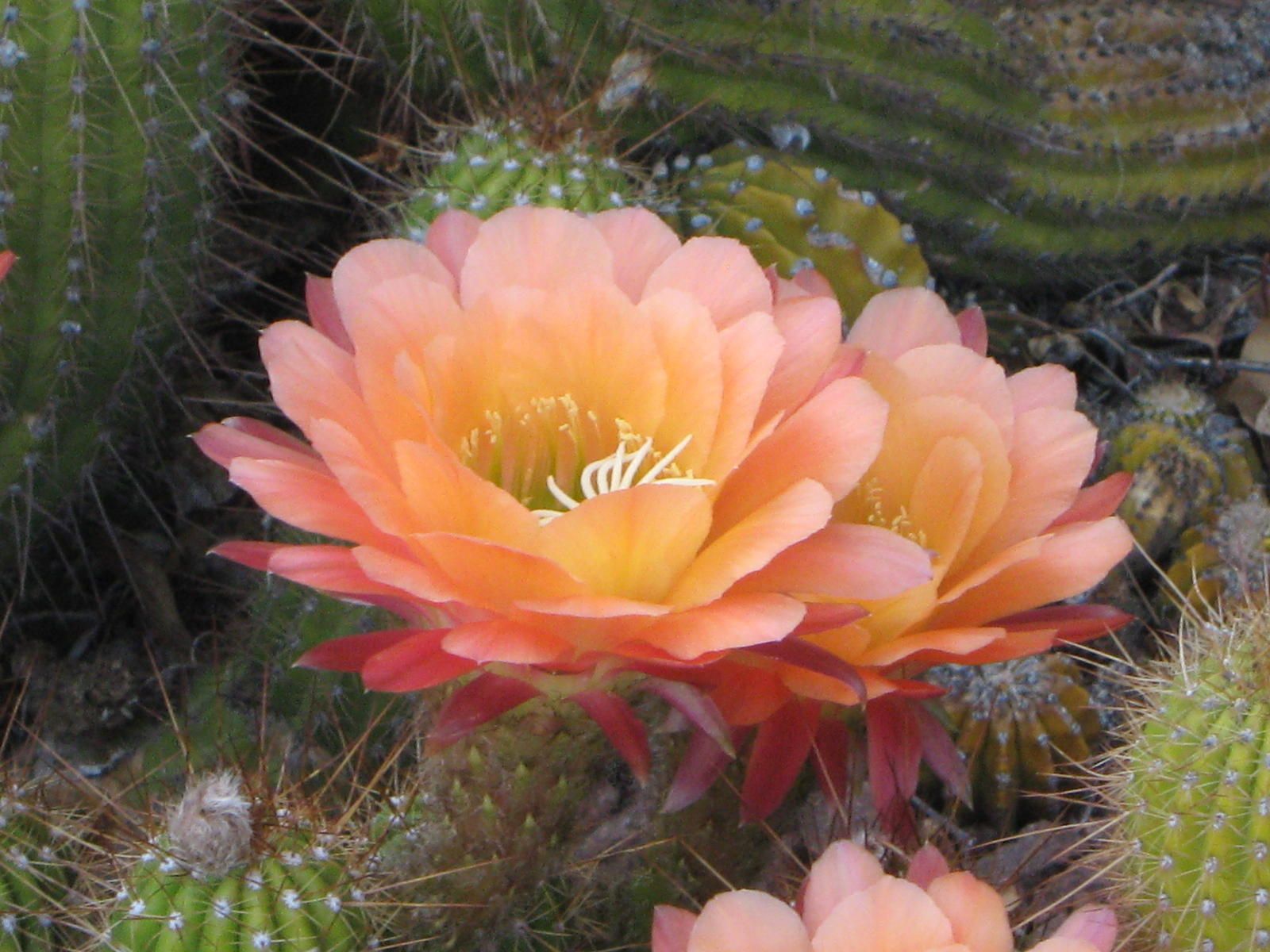 cactus in bloom | desert blooms | Pinterest | Cacti, Flowers and ...