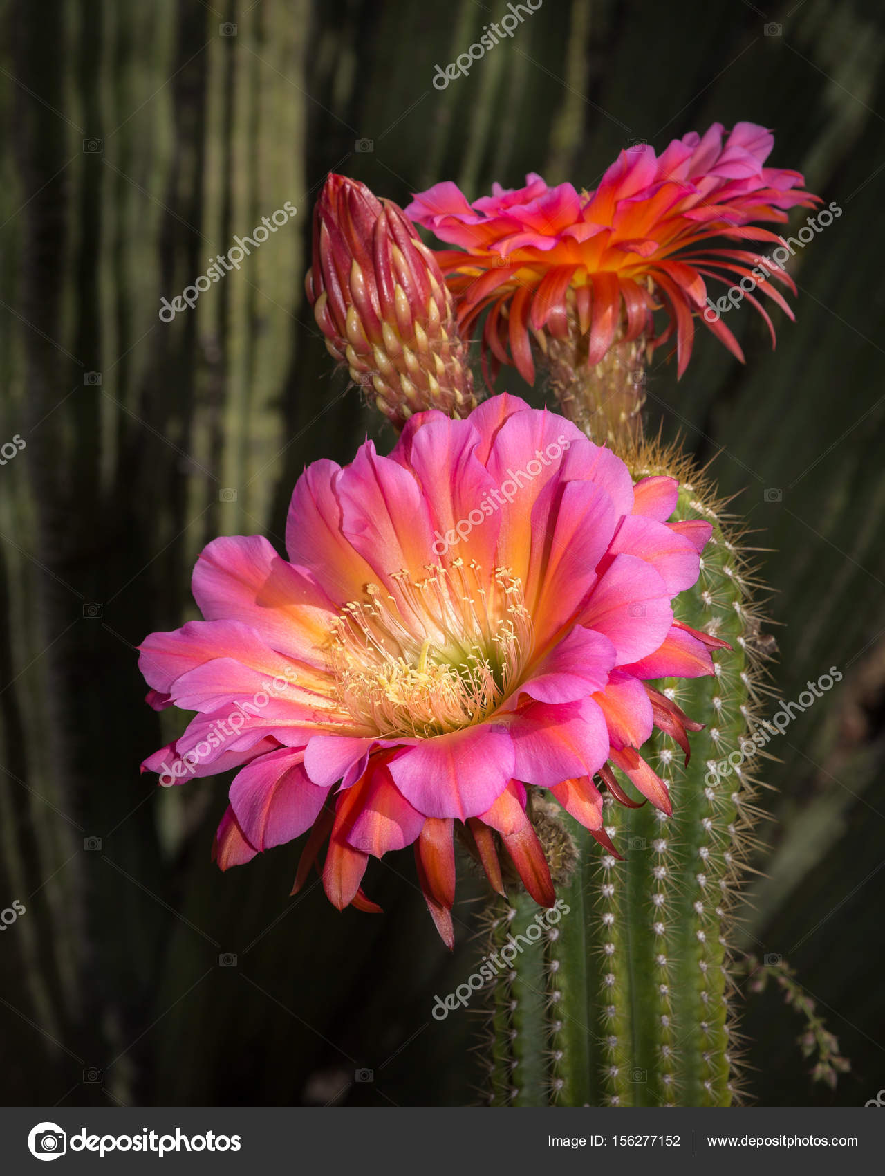Torch Cactus Bloom, Large Pink Flowers — Stock Photo © JayPierstorff ...