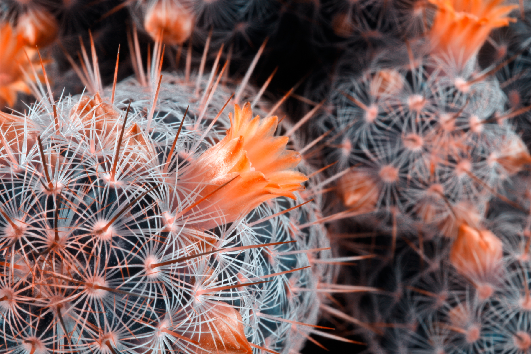 Cactus close-up photo