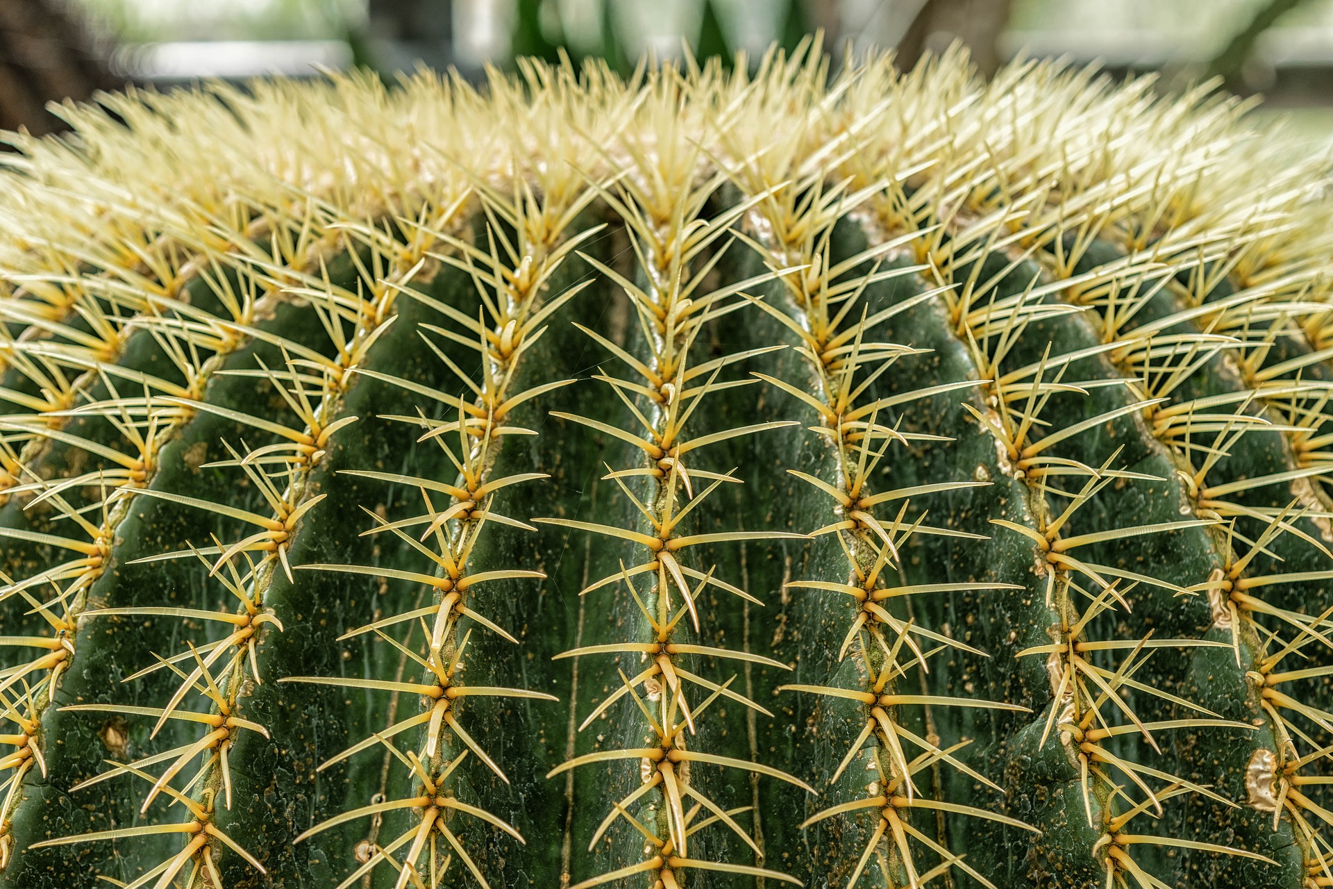 Cactus closeup photo