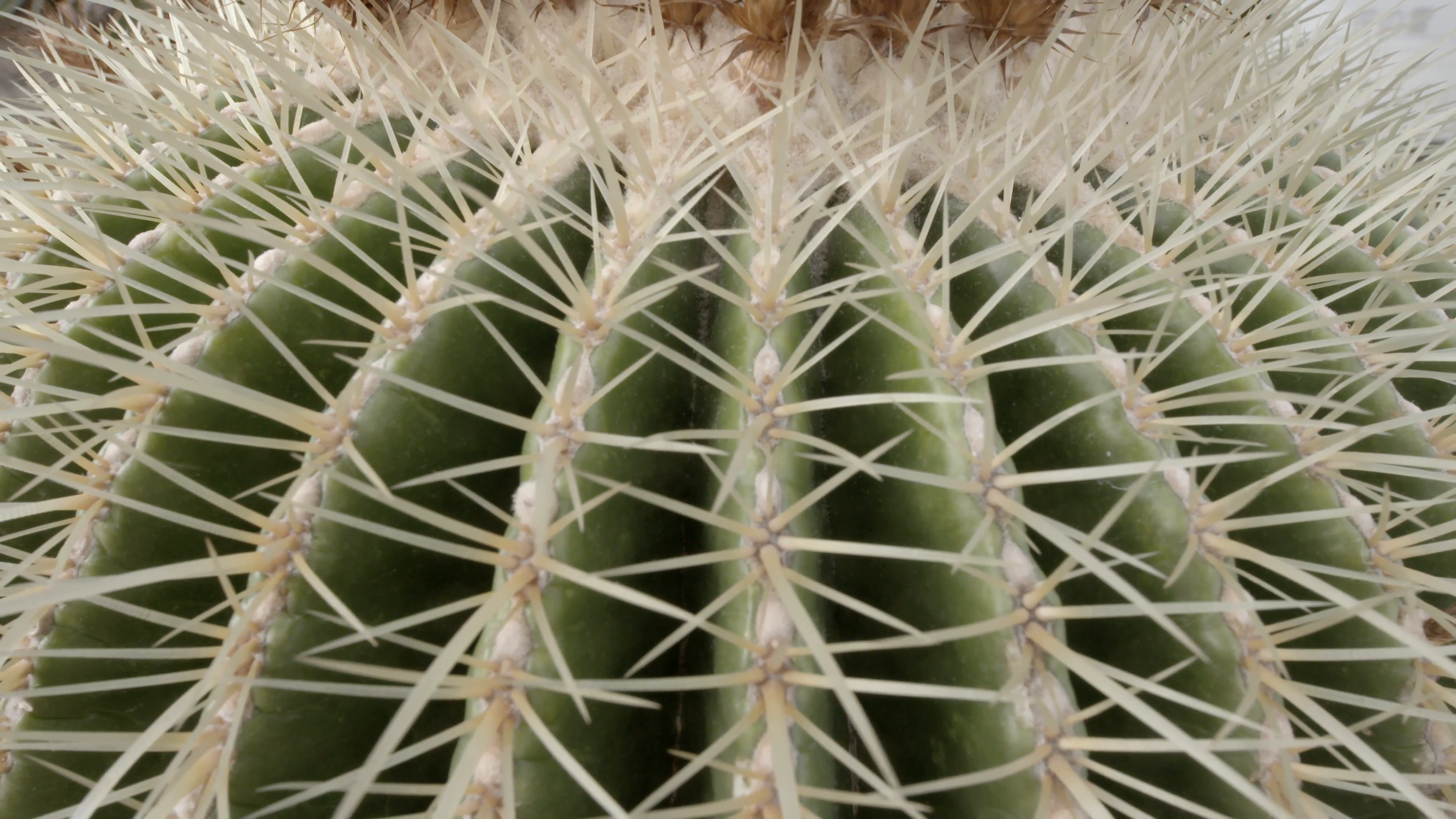 Prickly Round Green Cactus Close Up Spikes Stock Video Footage ...