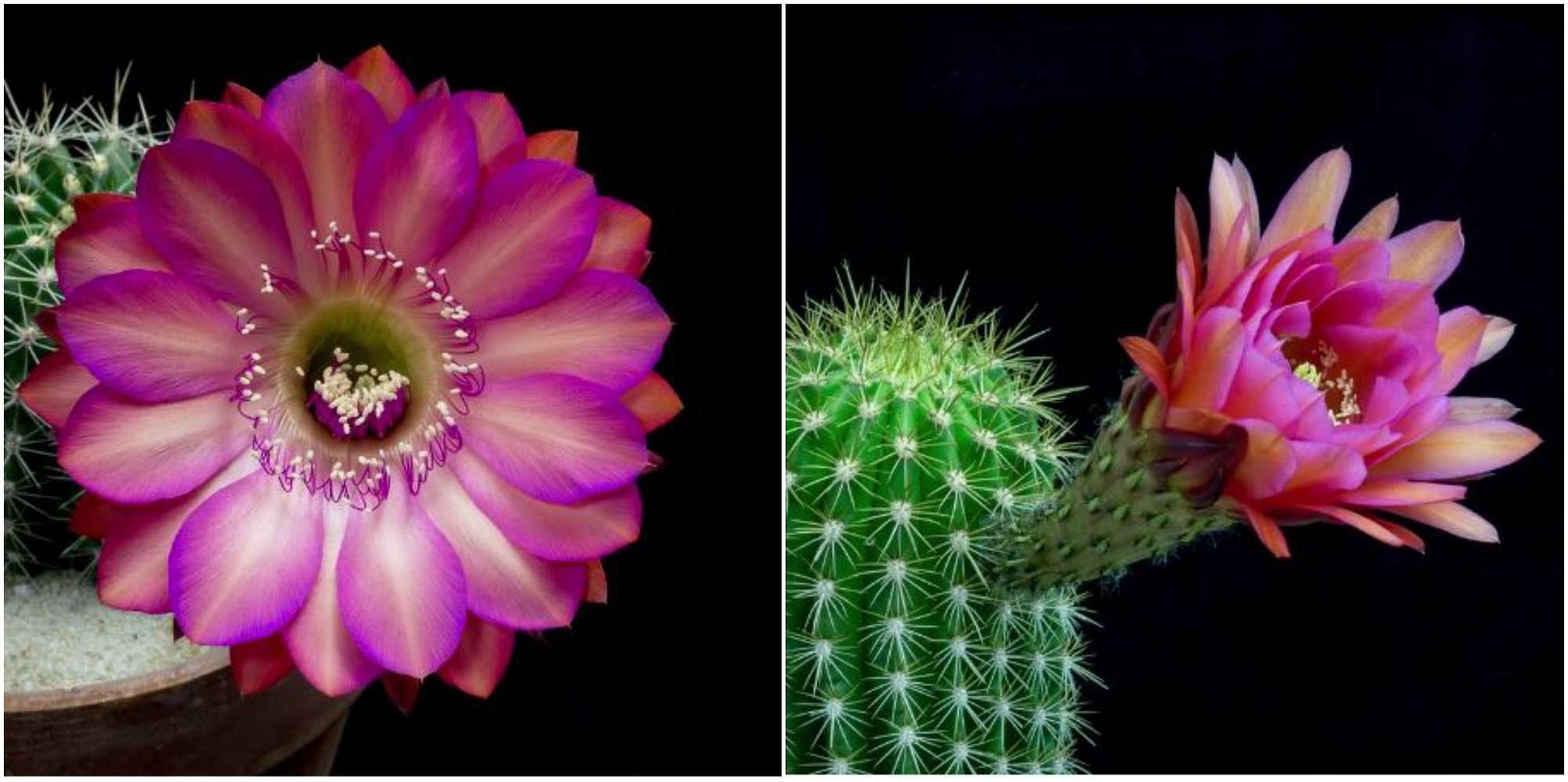Brilliant Blooming Cactus Flowers Overnight is Absolutely Hypnotizing