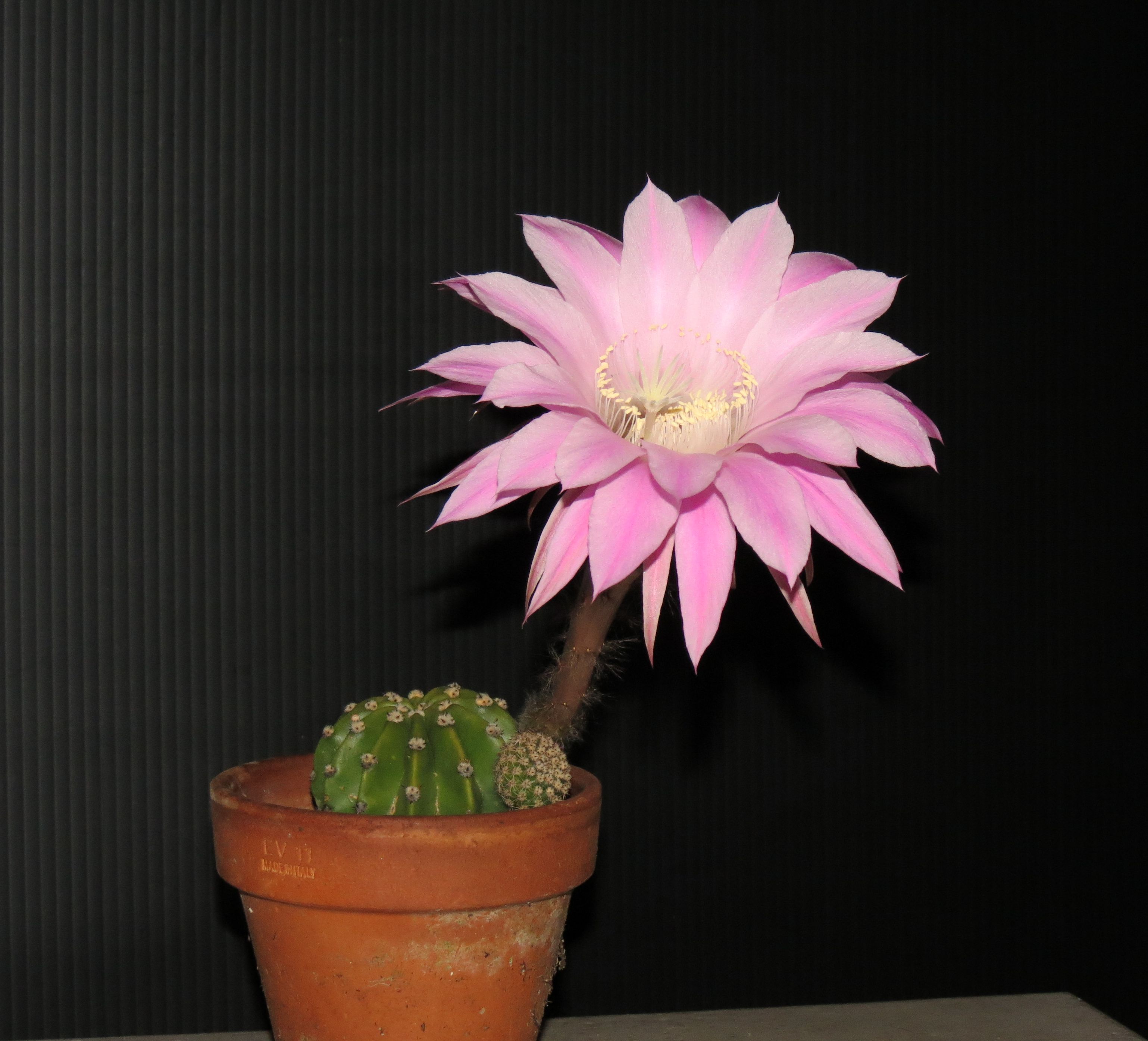 File:Echinopsis cactus flower 02.jpg - Wikimedia Commons