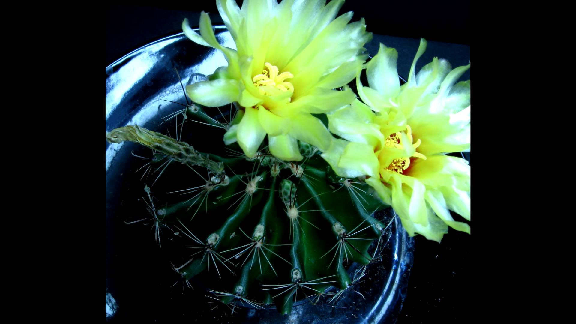 Time Lapse of Cactus Flower Blooming - YouTube