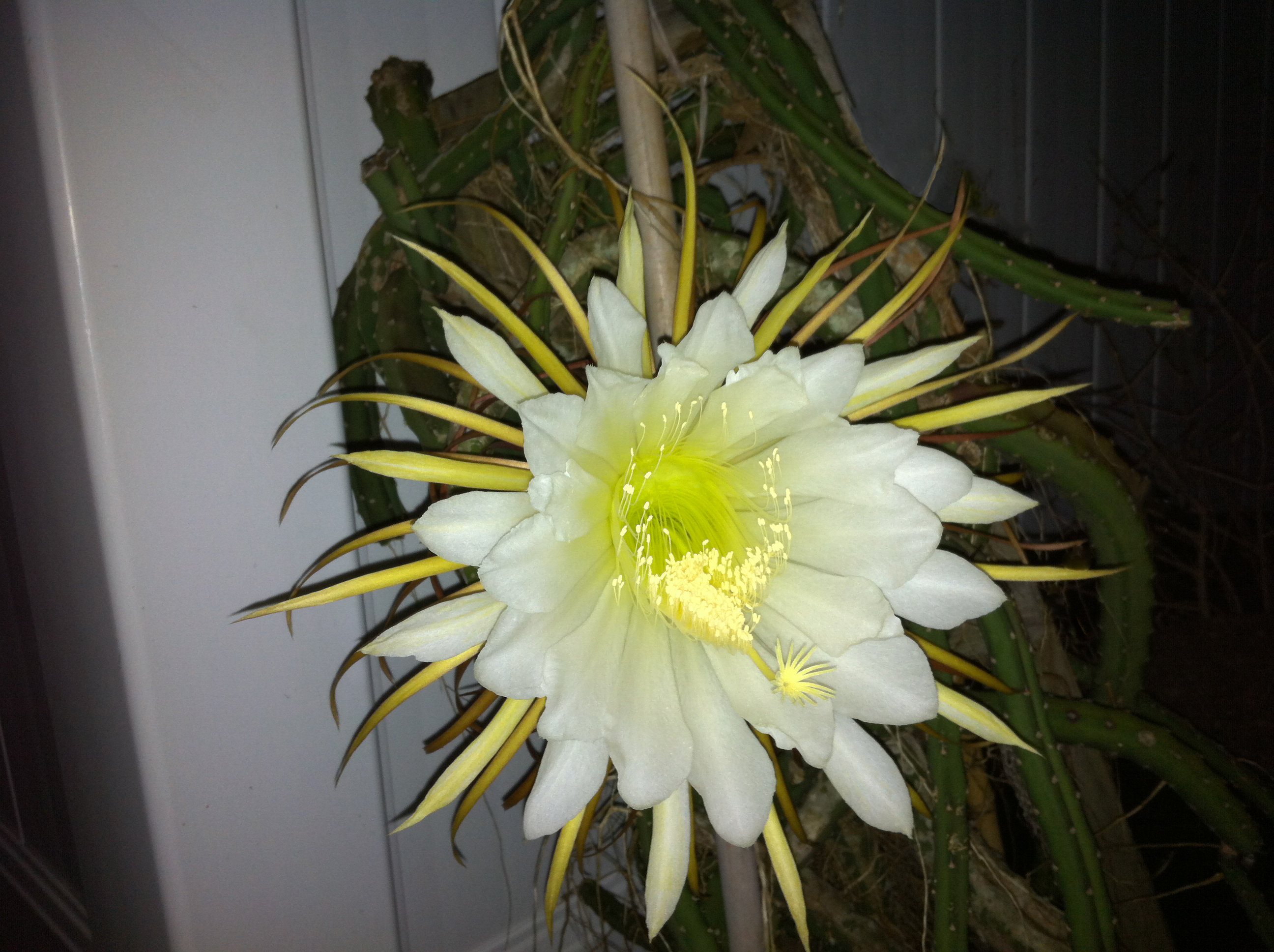 Night-Blooming Cereus Cactus Flower | naturetime