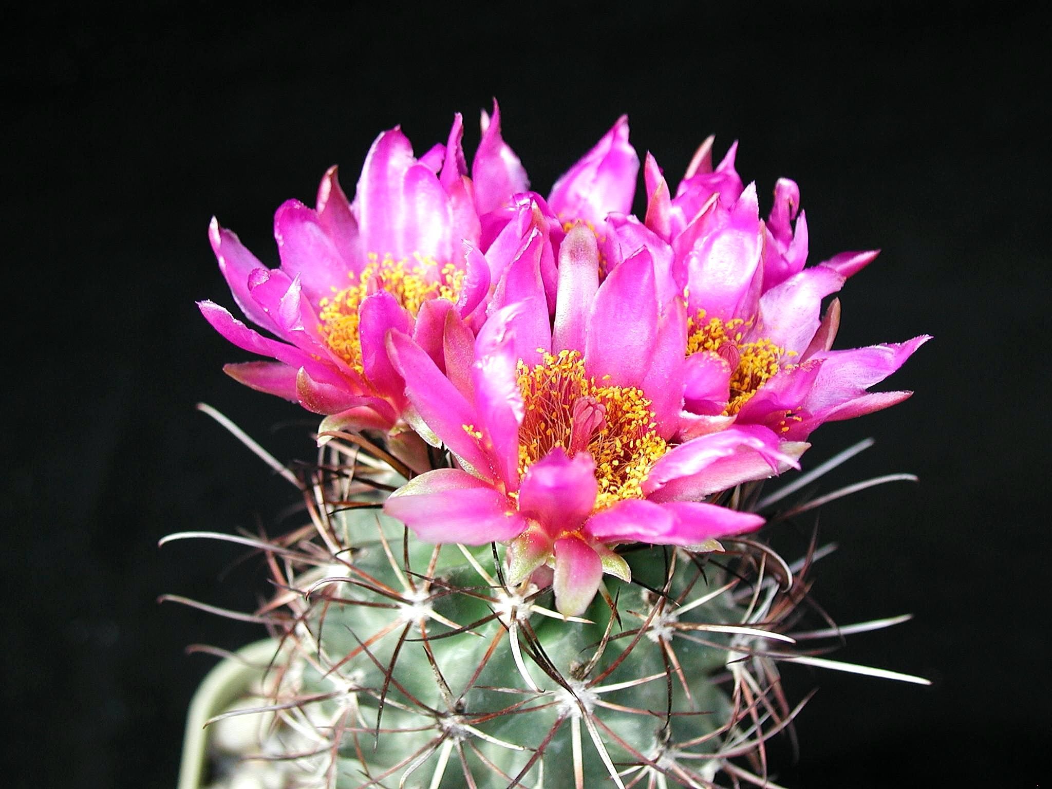 images of cactus flowers - Google Search | Creative Inspiration ...