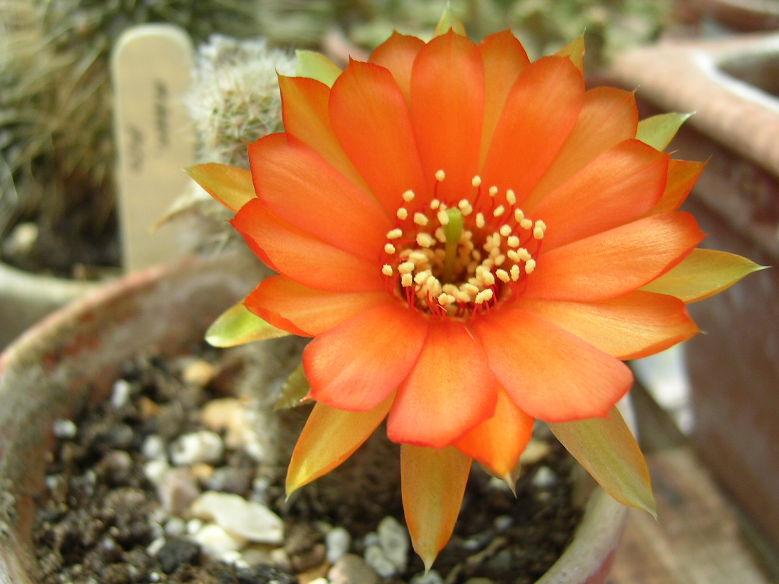 Full HD Pictures Cactus Flower 446.34 KB