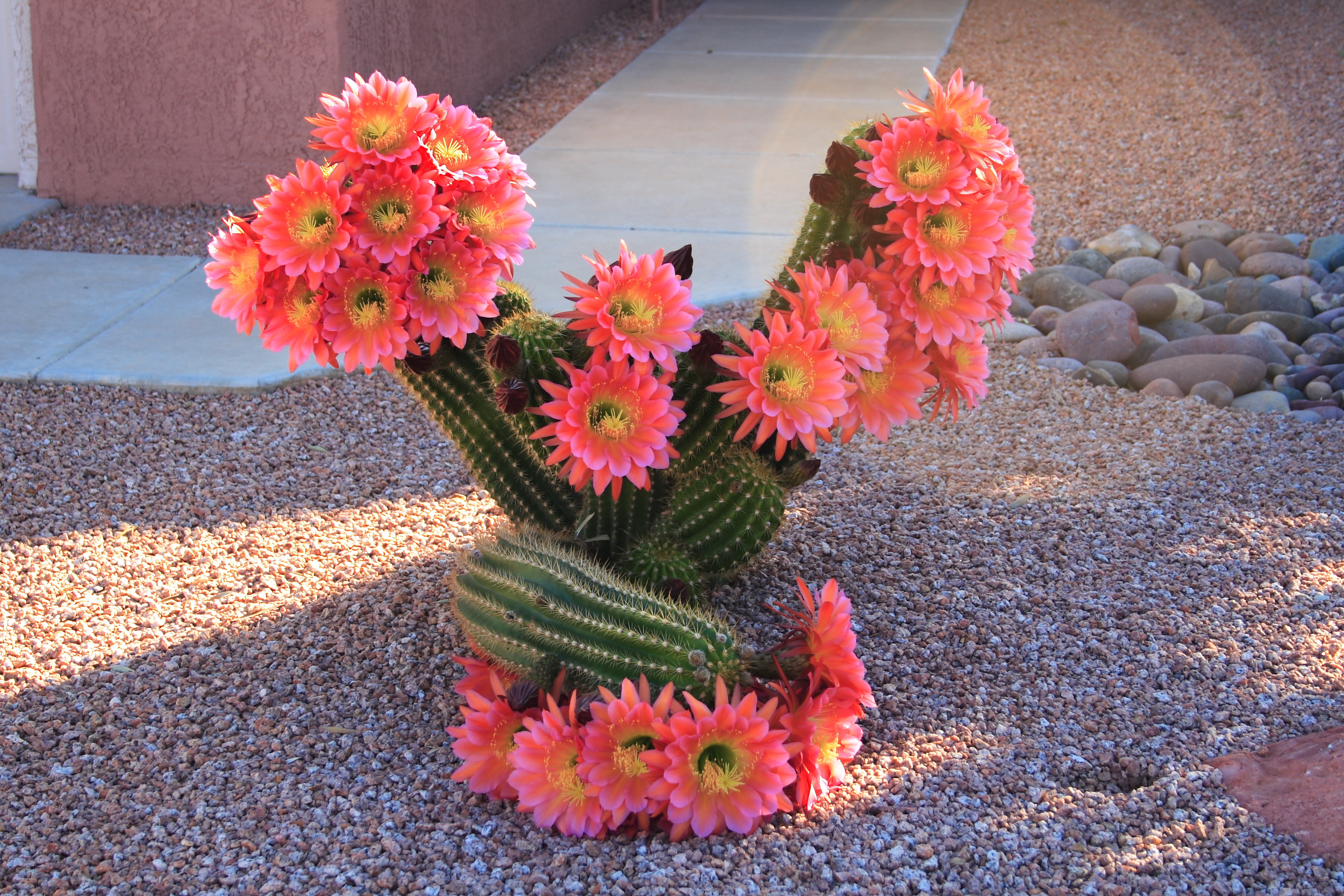 Flowering : Wonderful Cactus Flowers Blooming With Pink Flower On ...