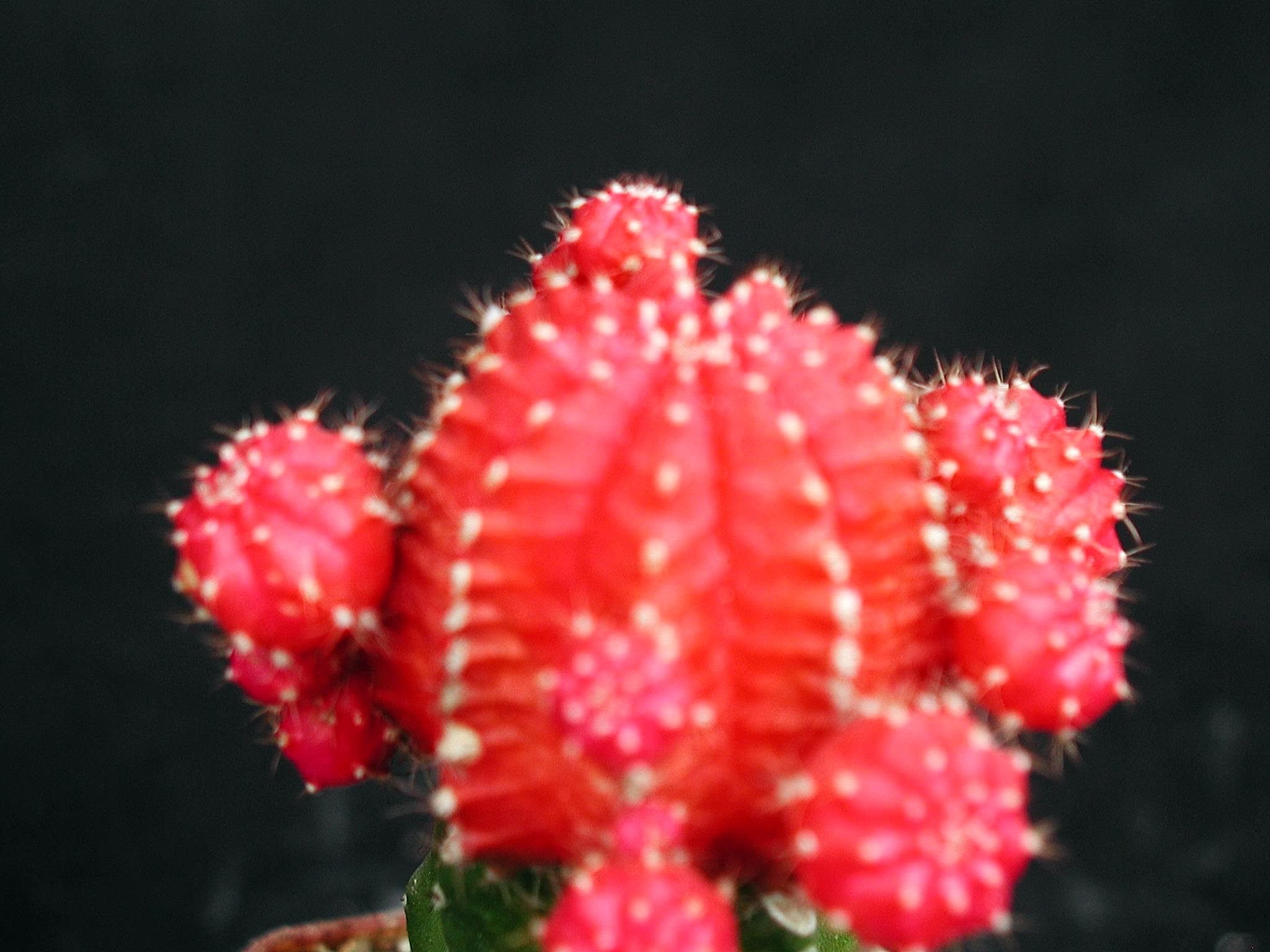 File:Cactus flower picture.jpg - Wikimedia Commons