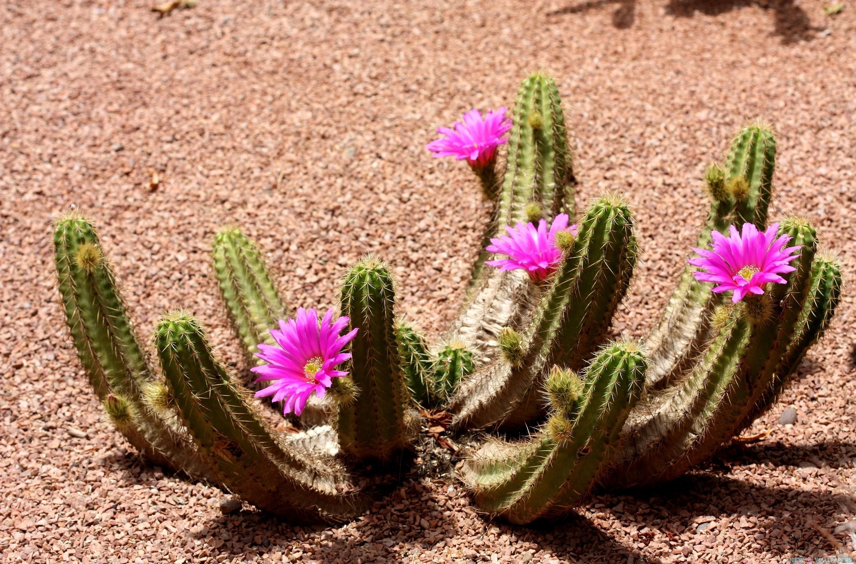 NATURE: Pictures of Most Beautiful Cactus Flowers