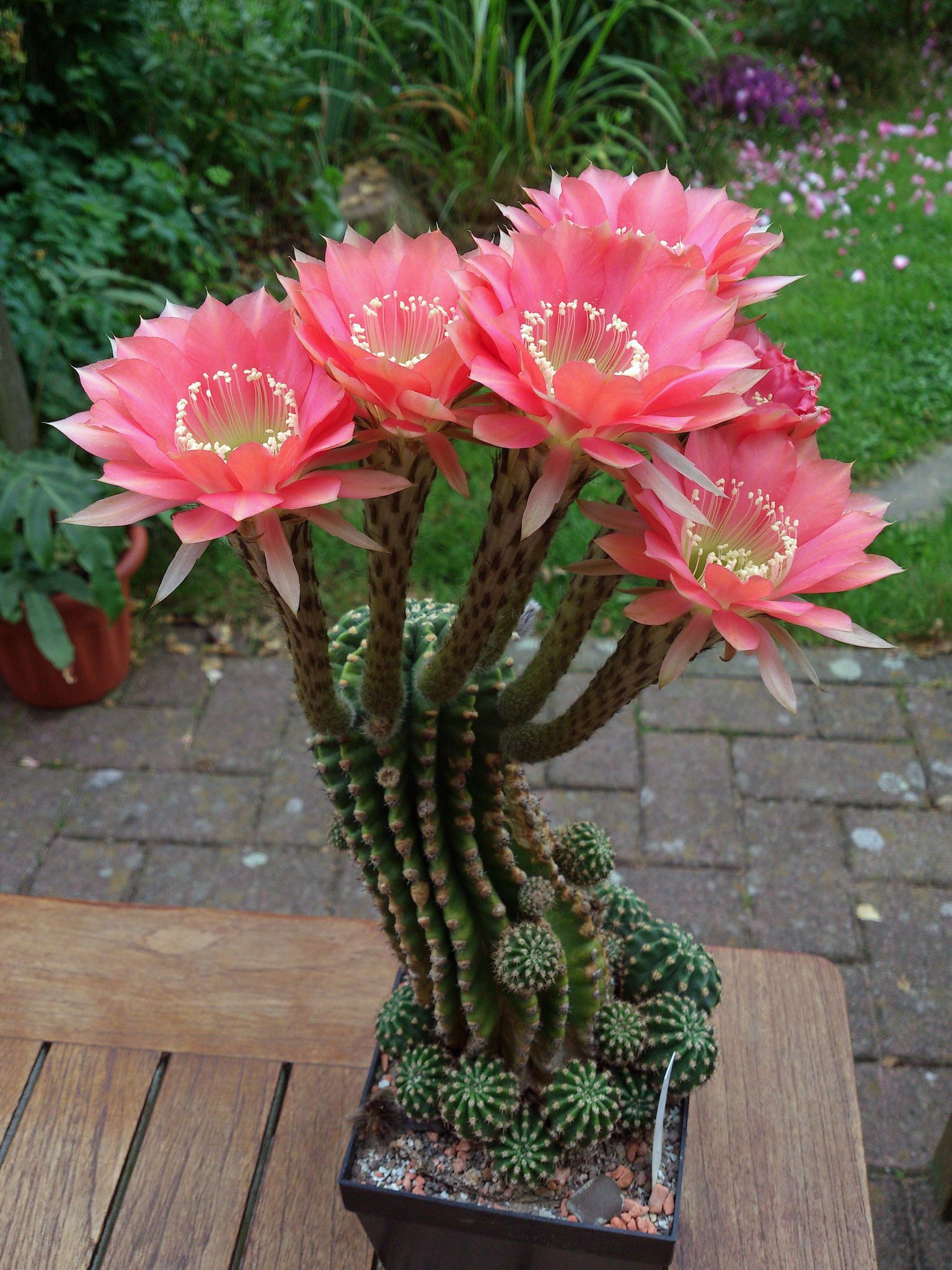 Amazing Cacti And Plants Pic For How To Make A Cactus Flower Trends ...