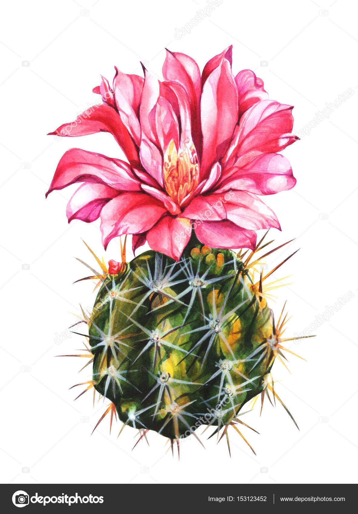 Card template with cactus flower.Hand drawn watercolor painting on ...