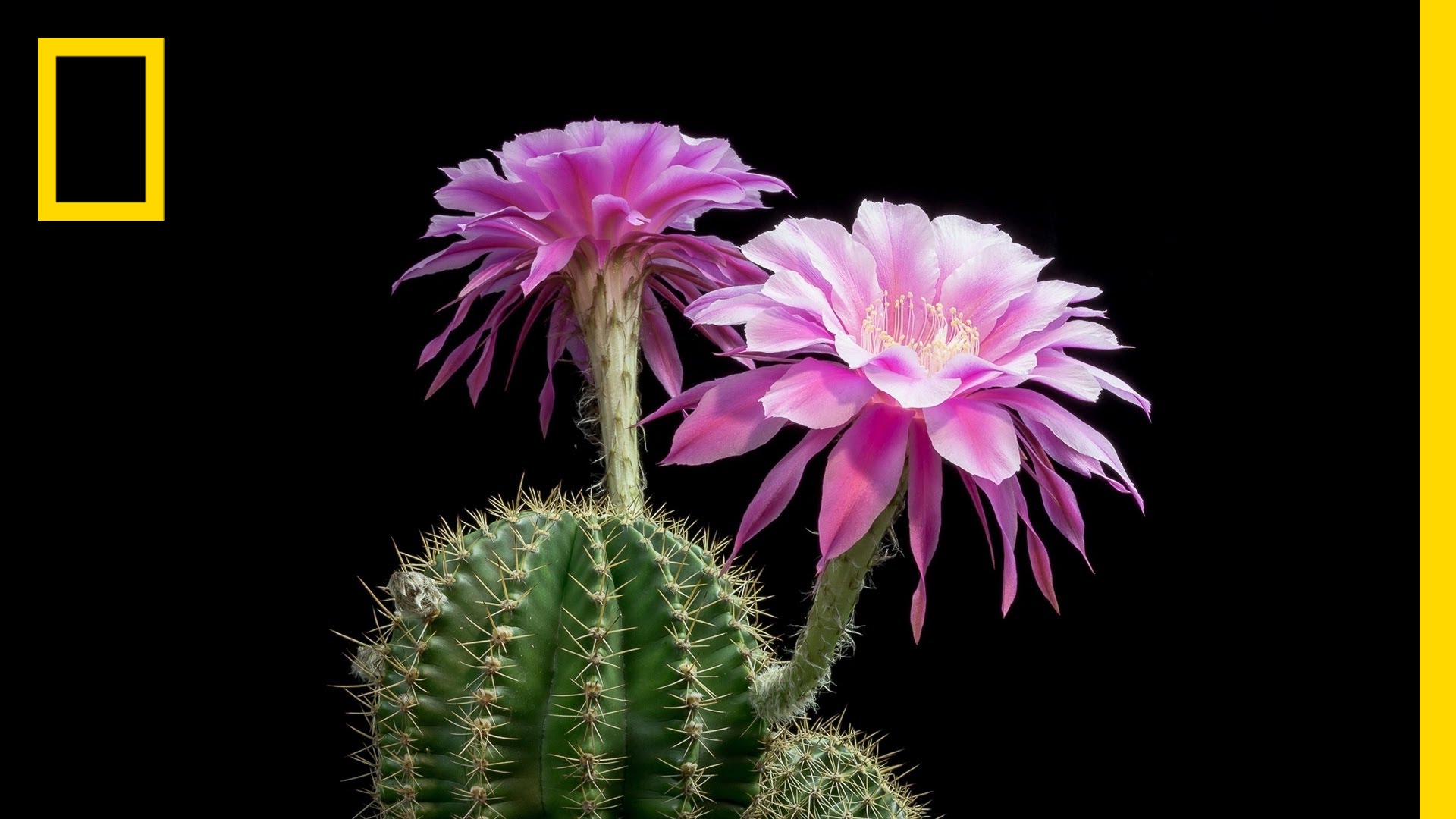 Time-Lapse: Beautiful Cacti Bloom Before Your Eyes | Short Film ...