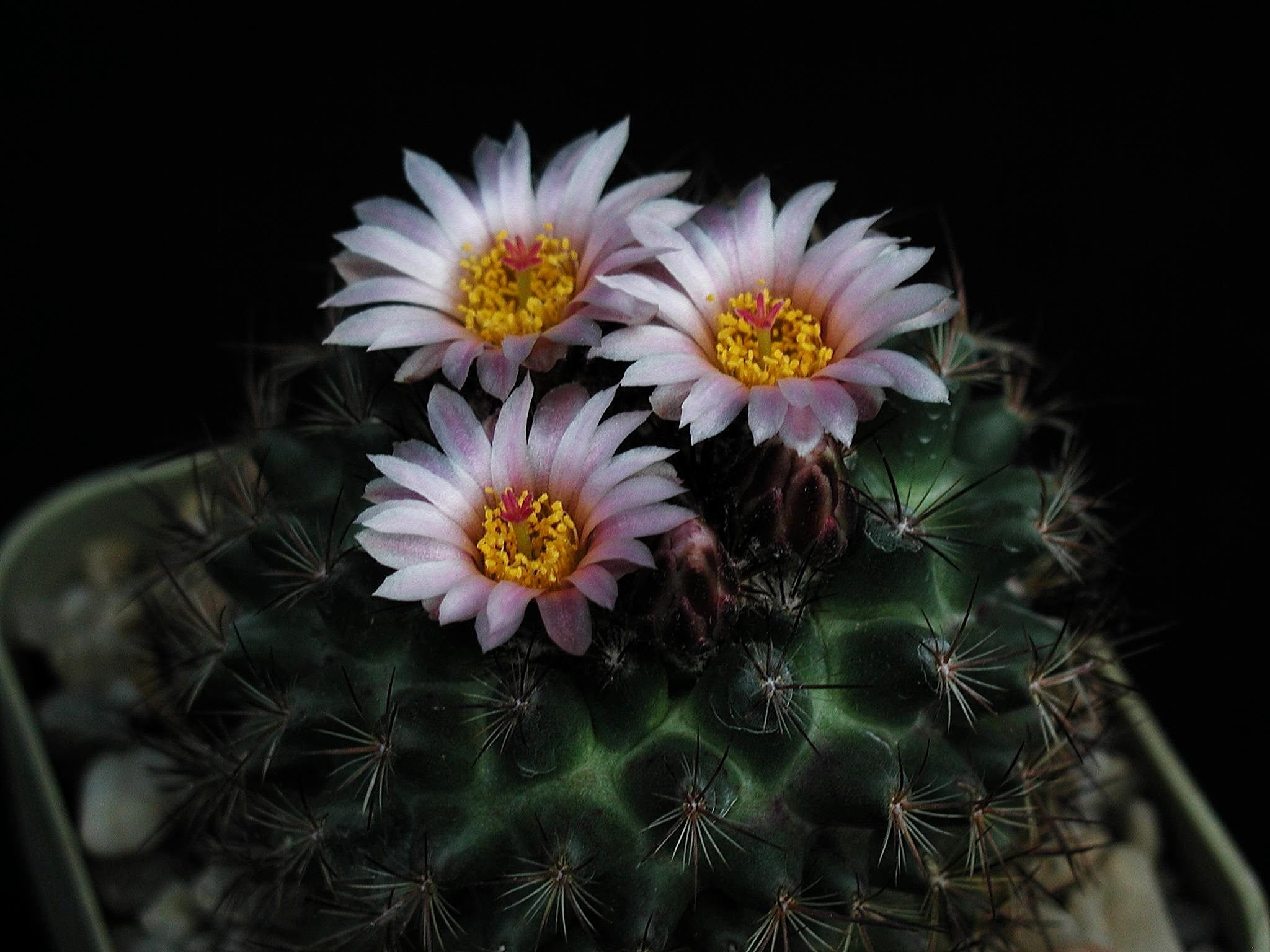 File:Cactus flower in dark room.jpg - Wikimedia Commons