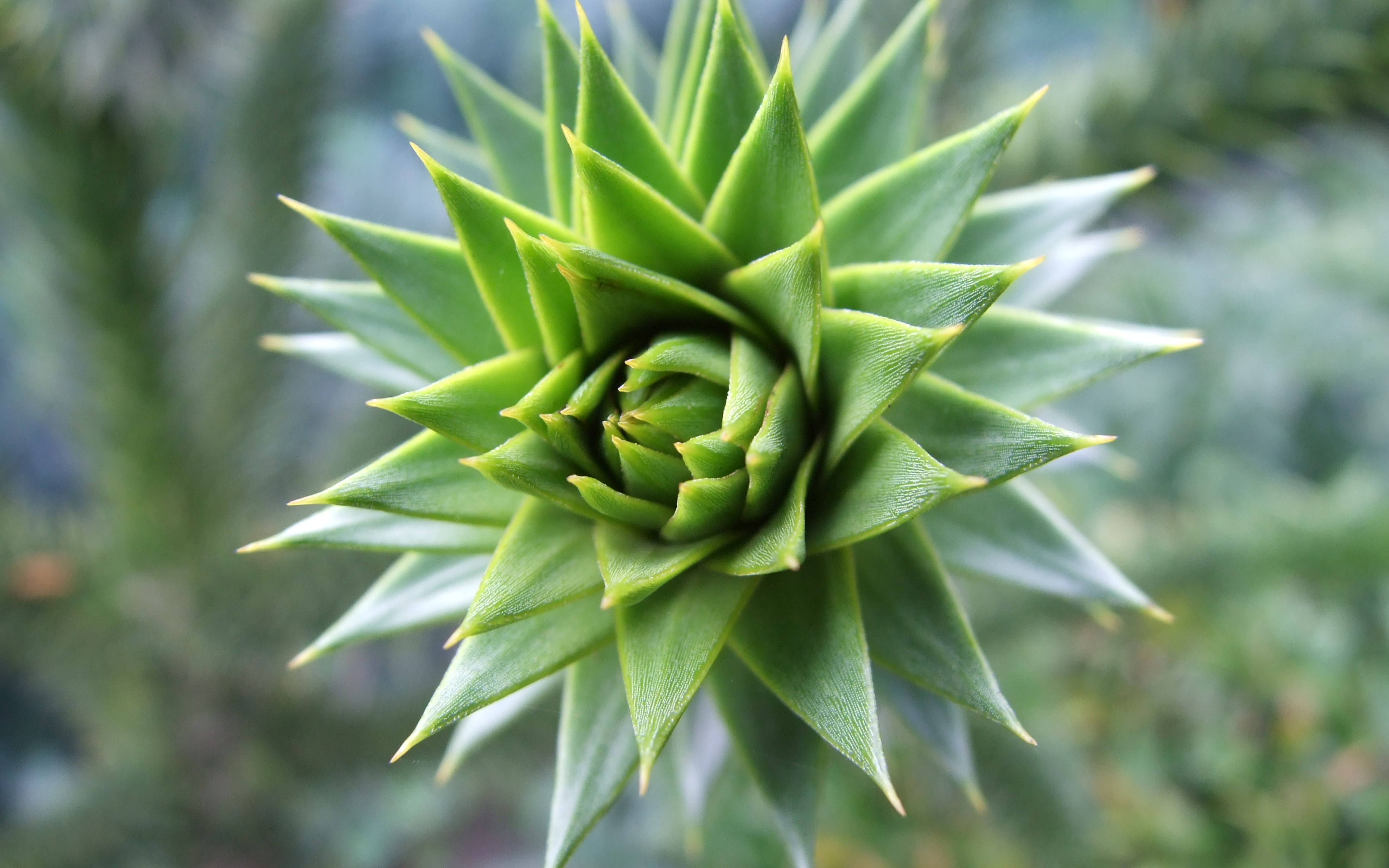 Green cactus photo