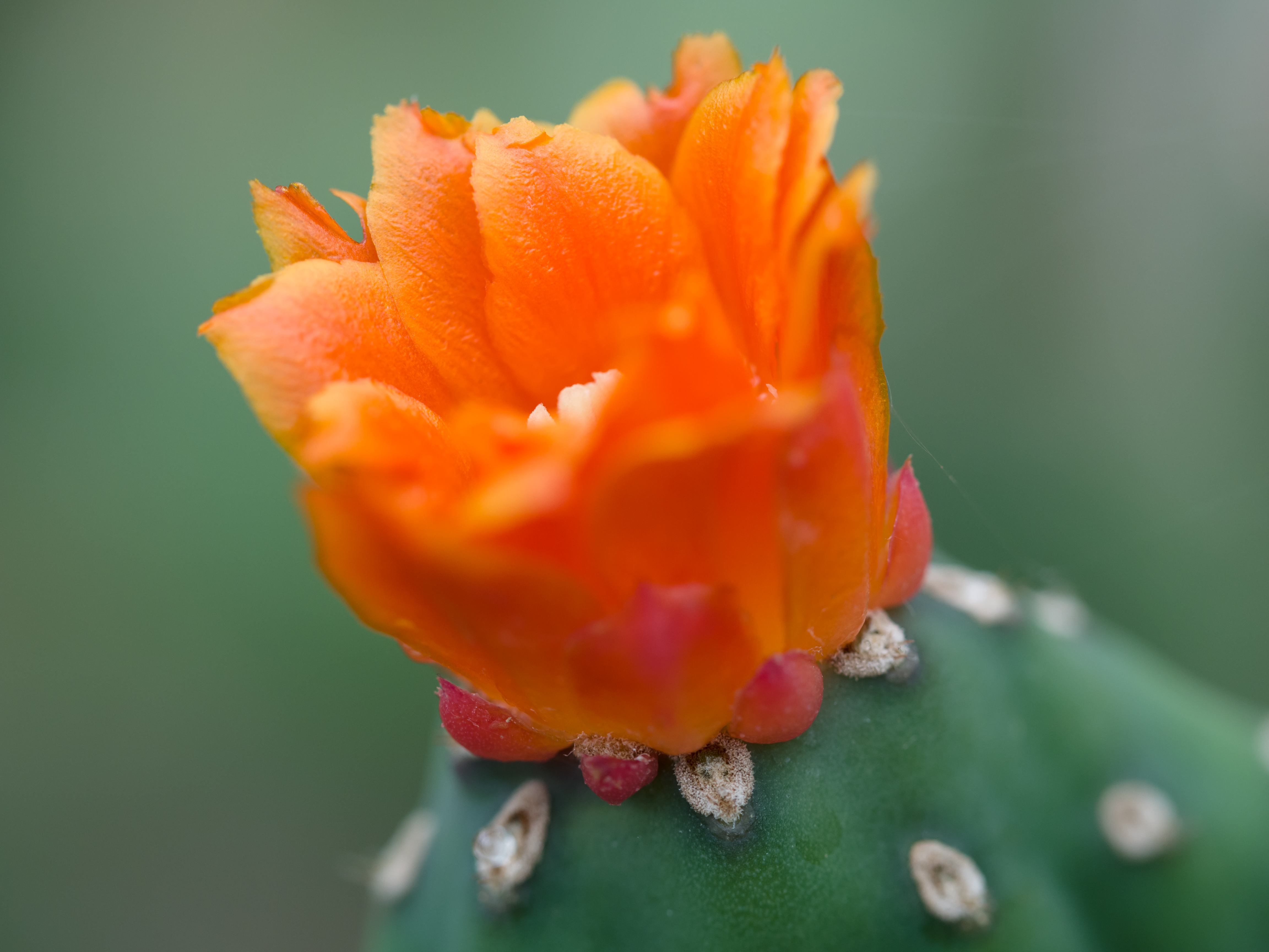 File:Orange cactus flower (14932628621).jpg - Wikimedia Commons
