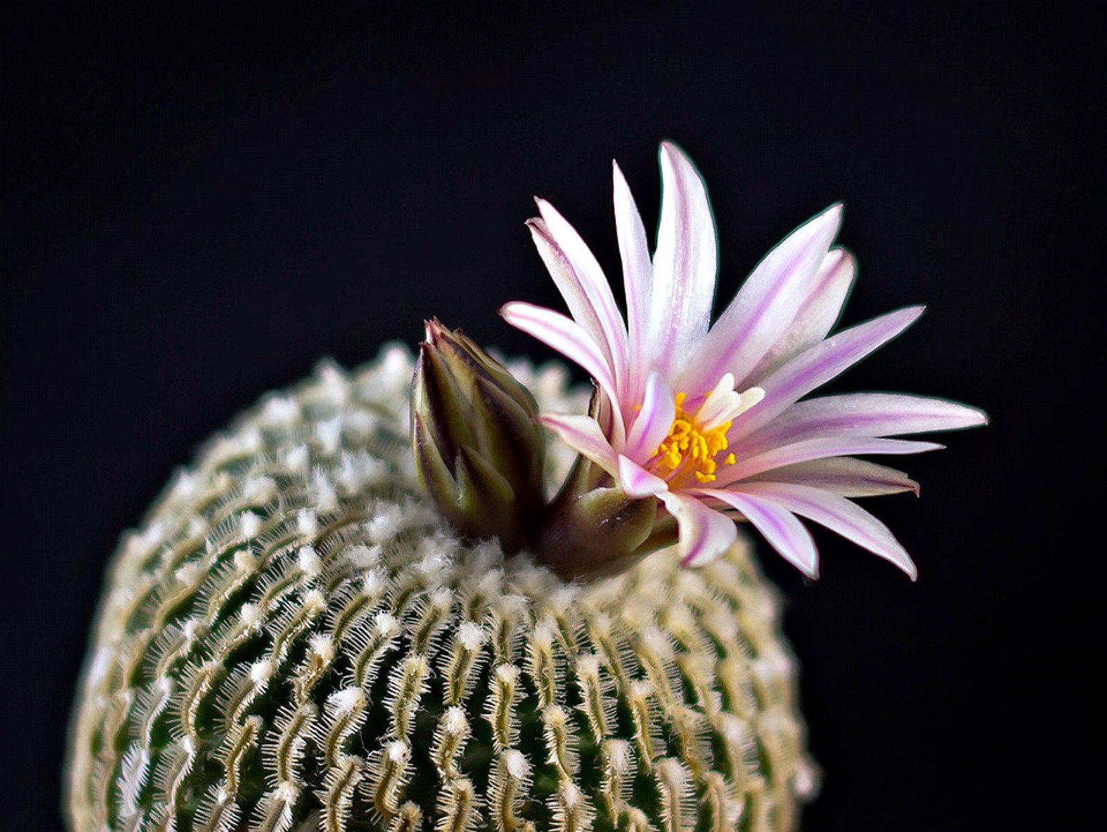 Flowers: Cactus Flower Macro Pink Photos for HD 16:9 High Definition ...