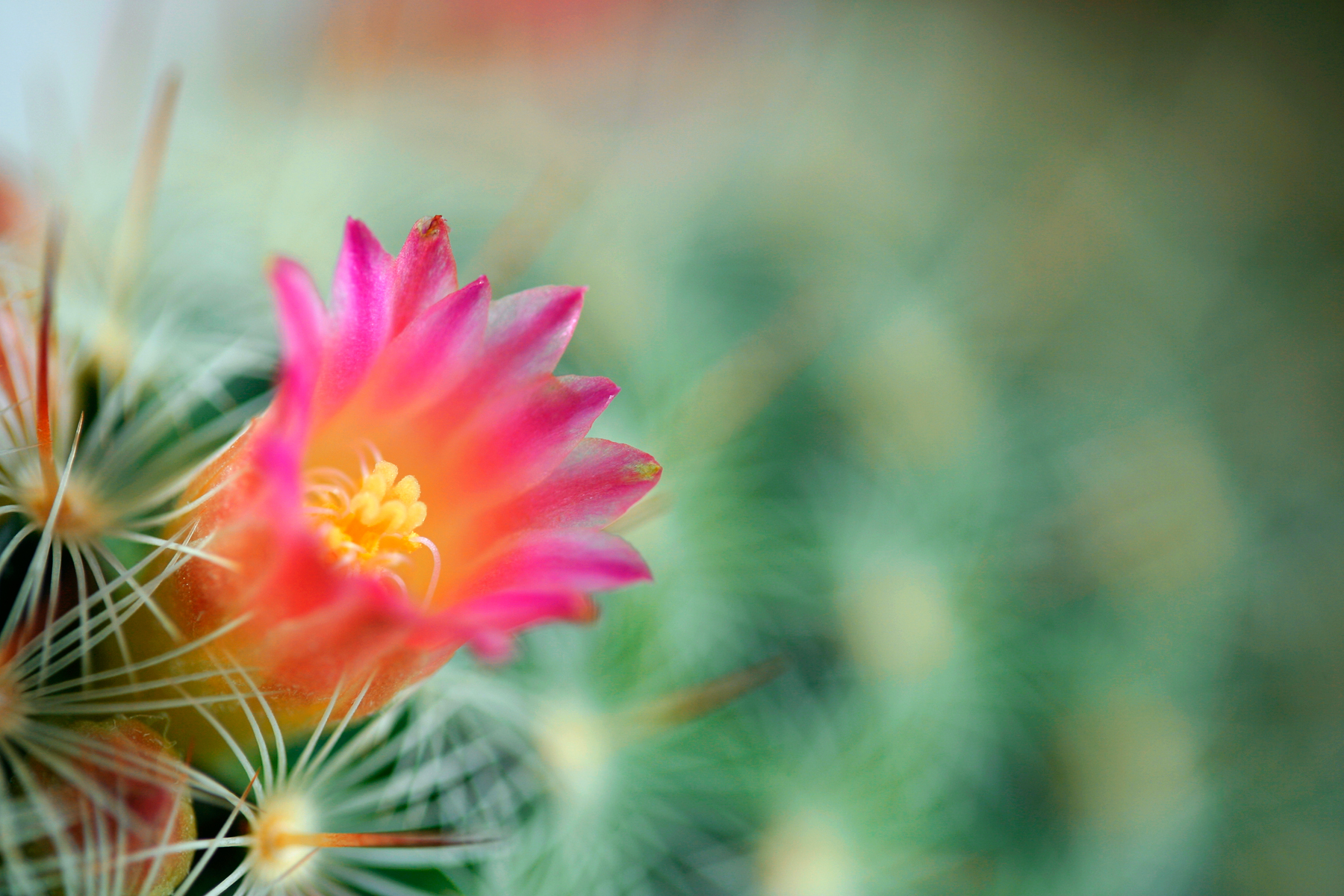Cactus flower macro photo