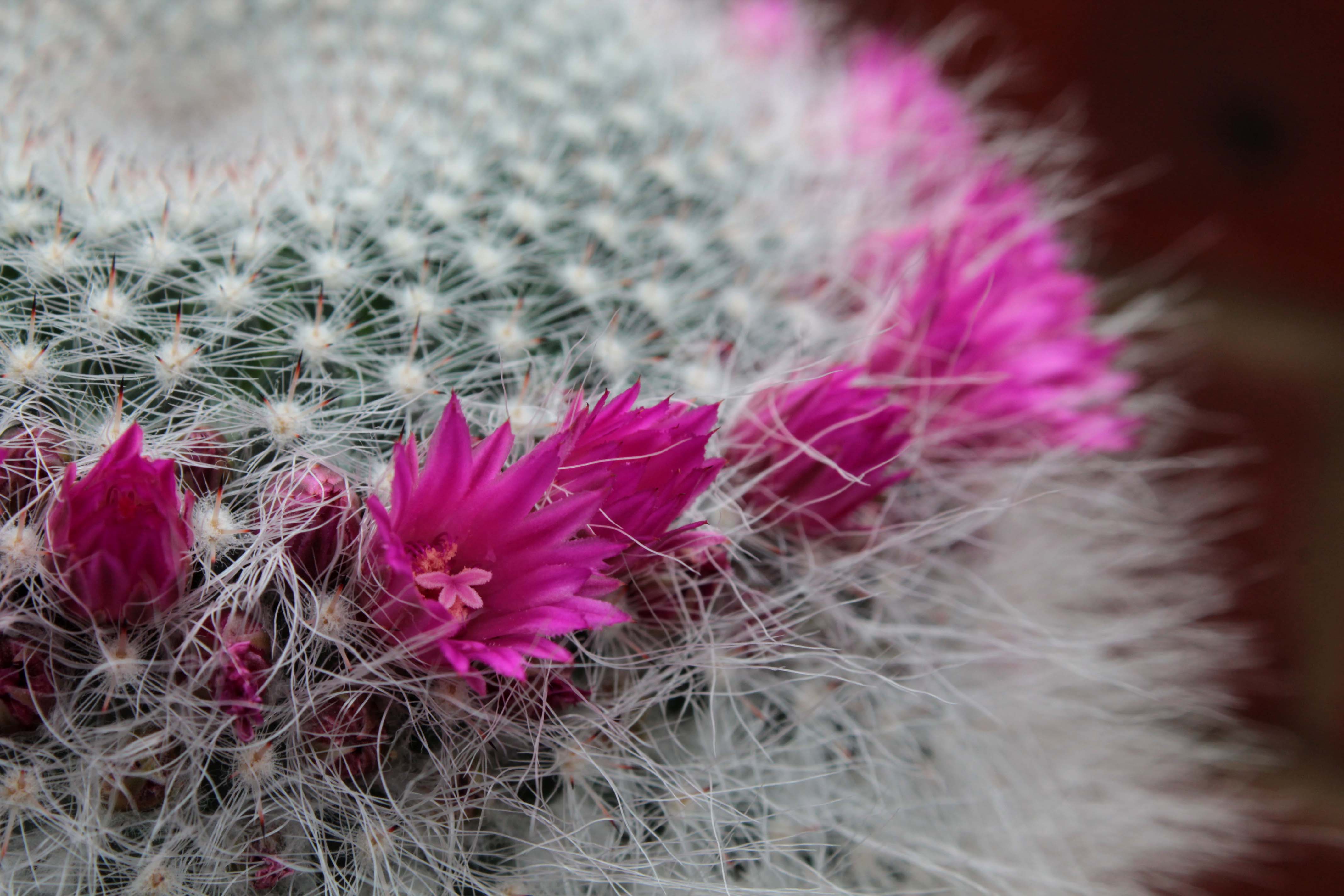 Cactus Crazy – An Enchanted Place