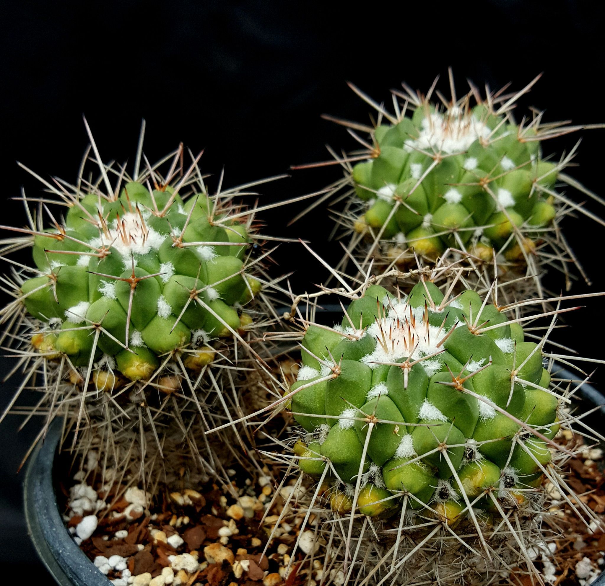 Mammillaria compressa | Cacti and Flora