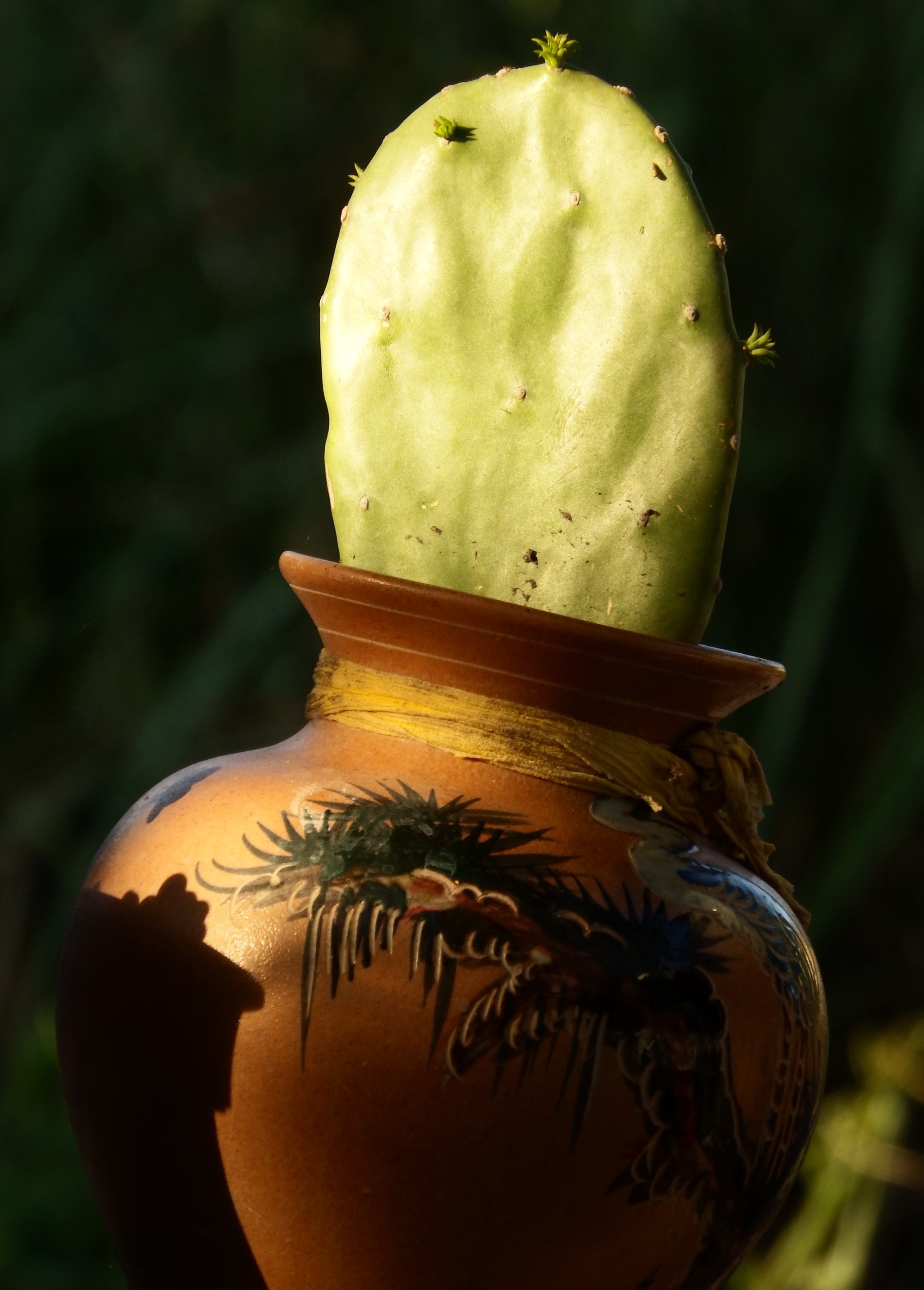 Cactus in a pot photo