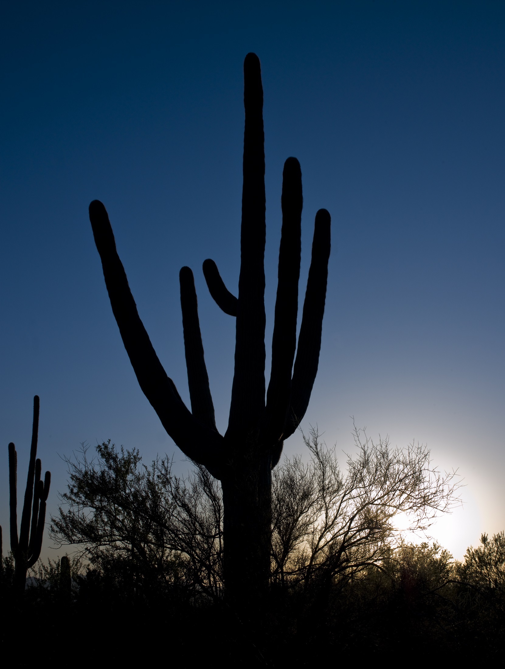 Cactus in the desert photo