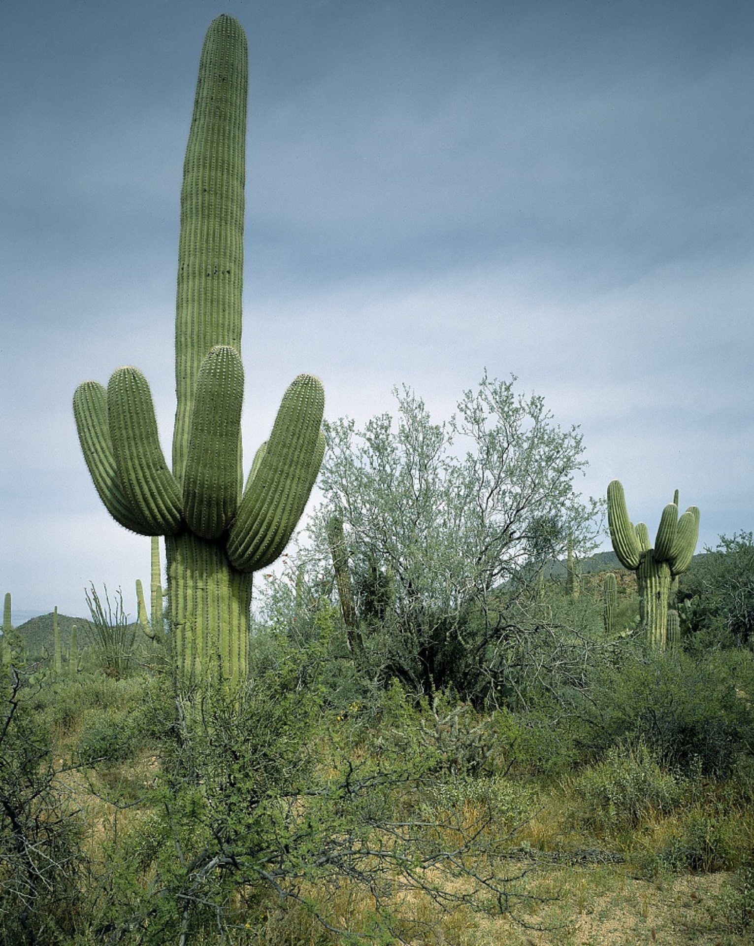 Cactus in the desert photo