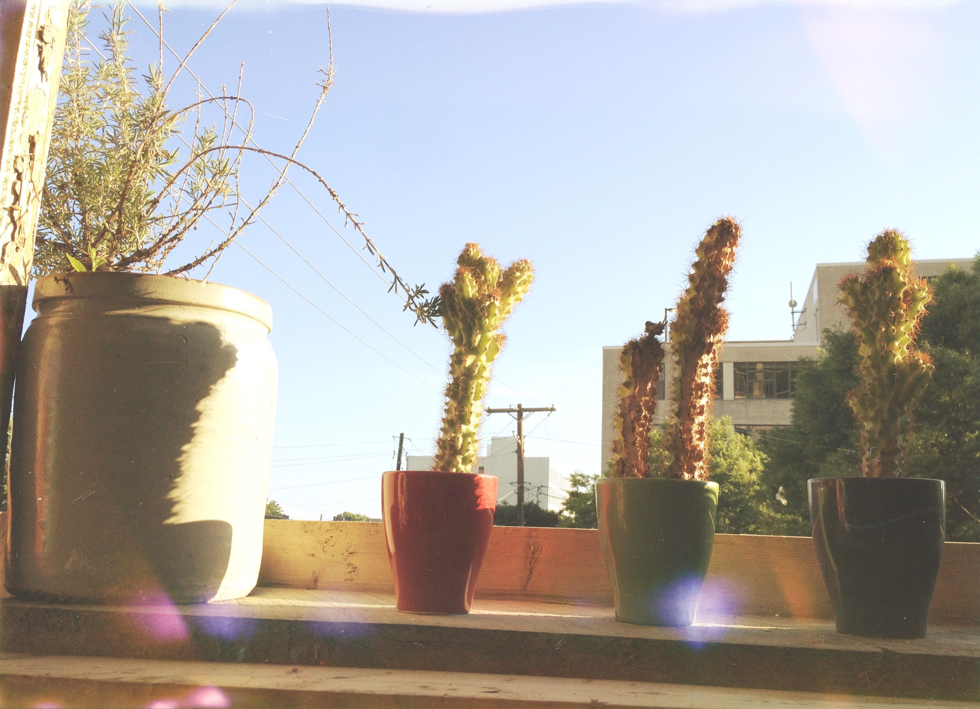 Cactus on rooftop of #tiaqueta #bethesda #new2dc www.new2dc.tumblr ...