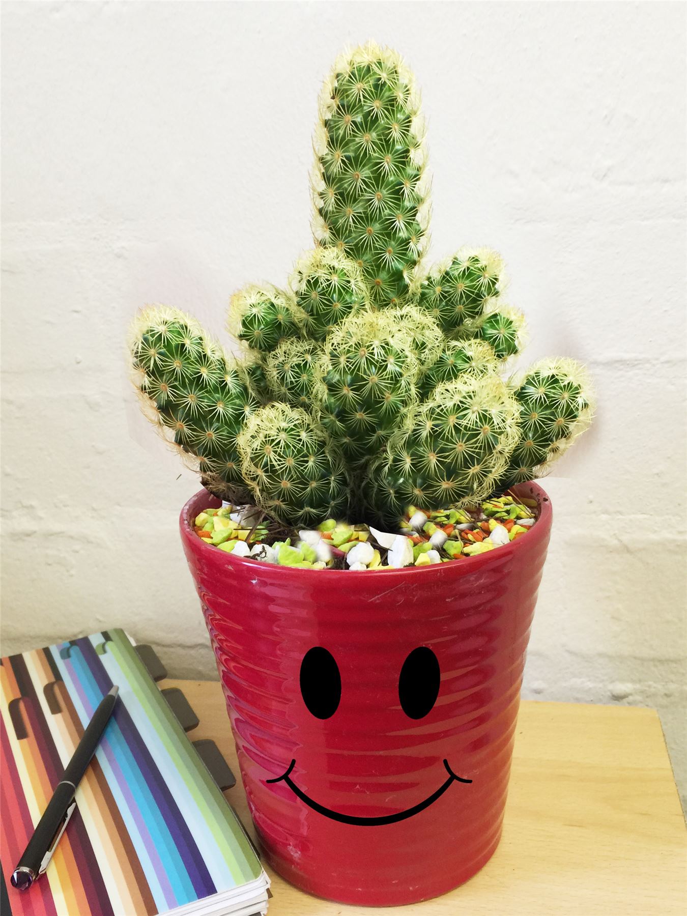 Succulent Cactus Plant 12cm Colourful Smiley Face Emoji Ceramic Pot ...