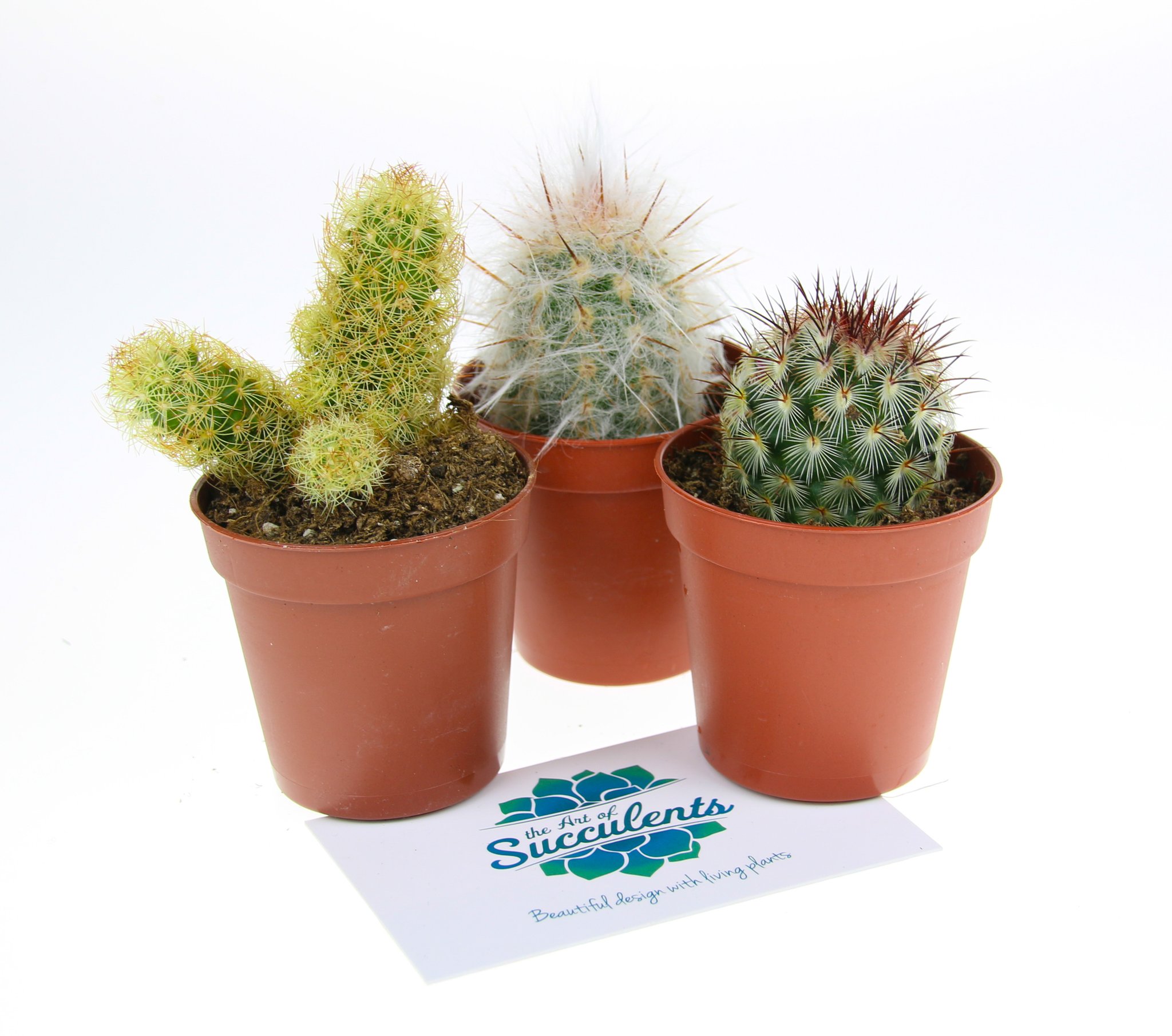 3 x Small Cactus Plant Selection – The Art of Succulents