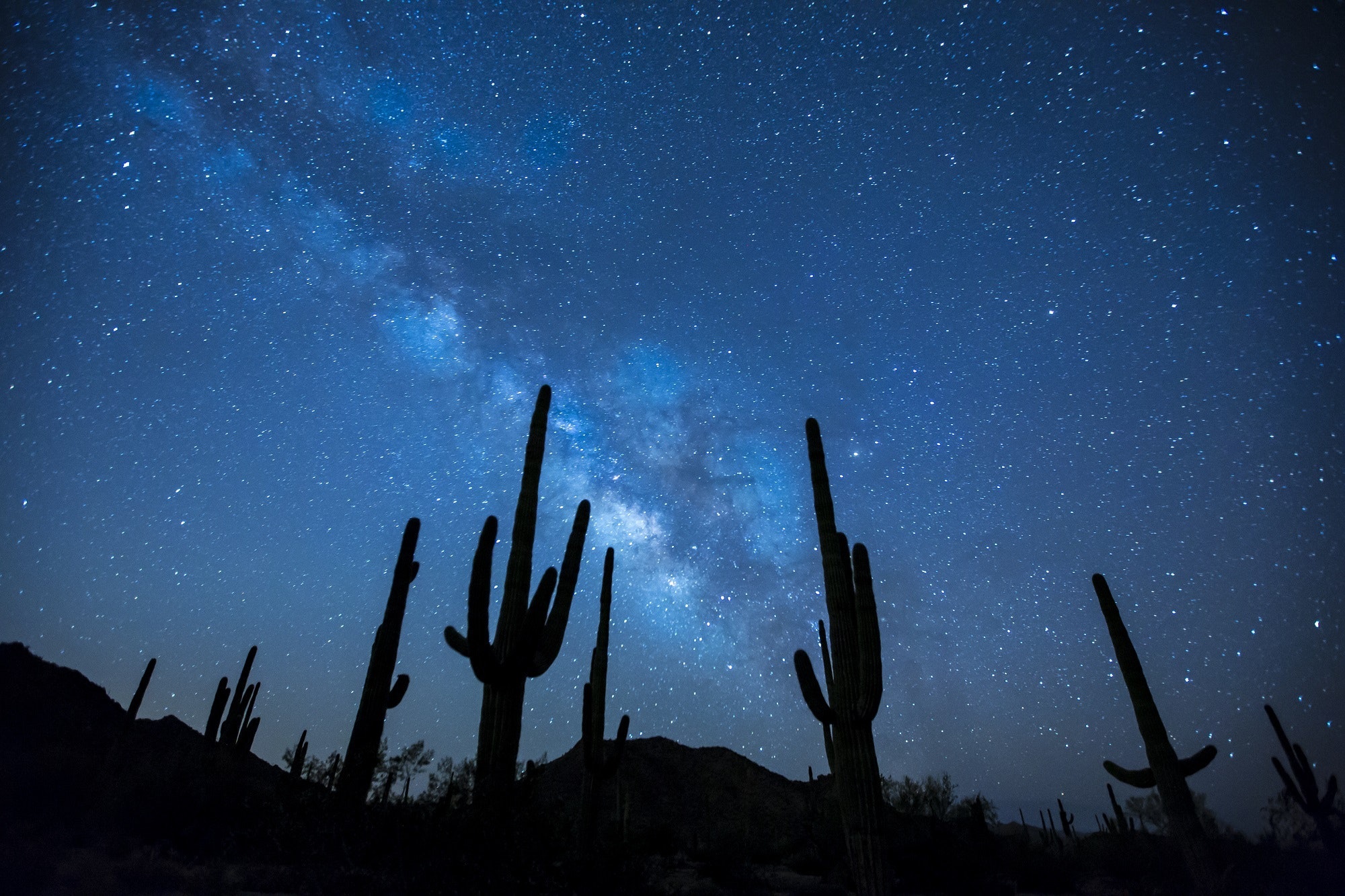 Cactus plants under the starry sky photo