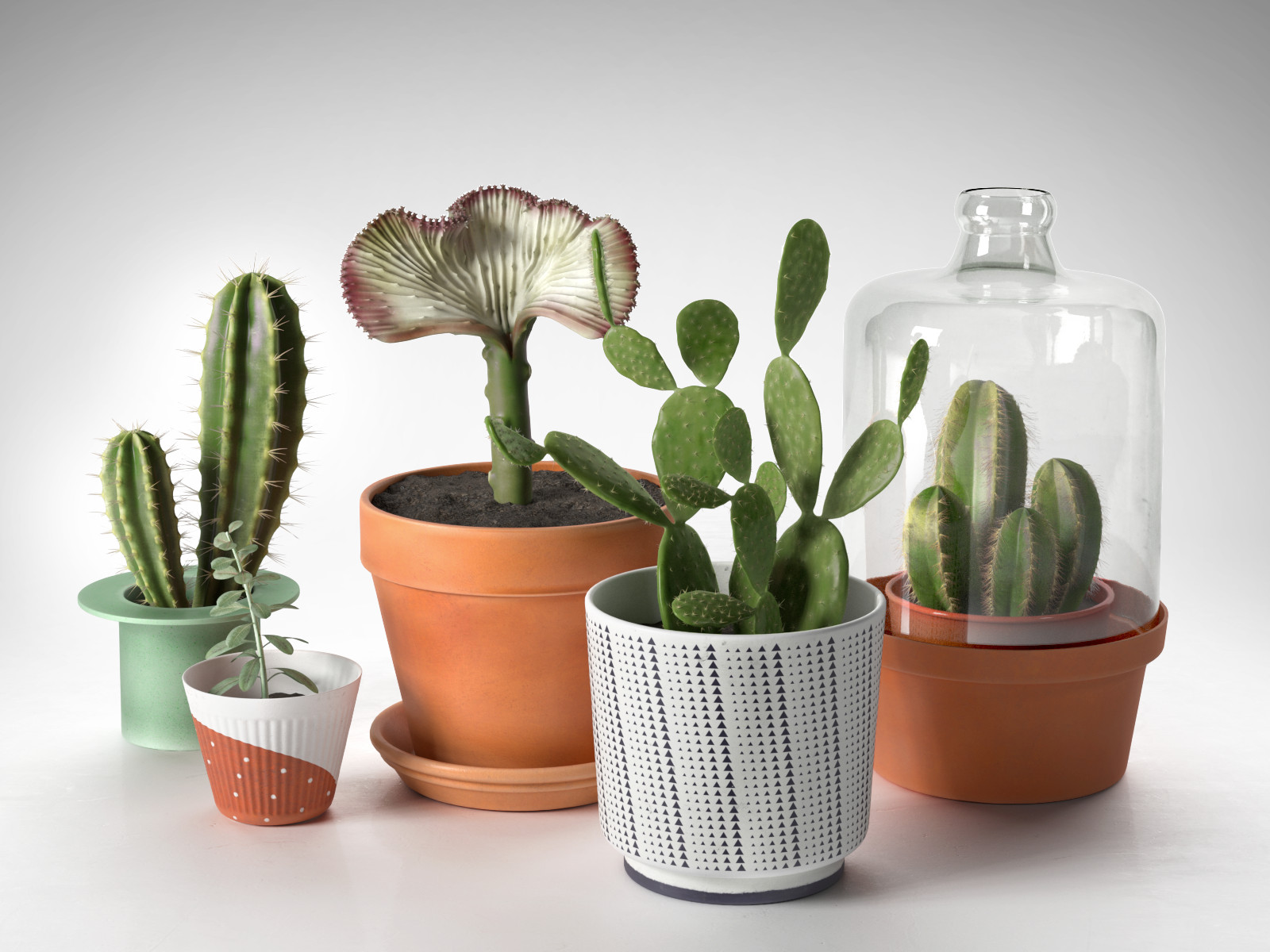 Cactus Plants in Pots