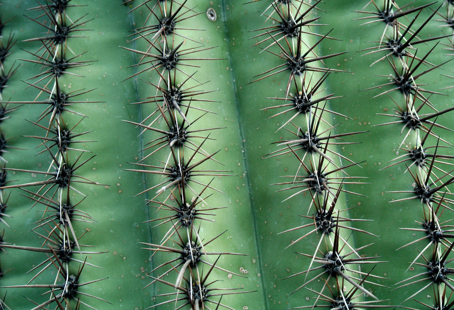 Cactus texture photo
