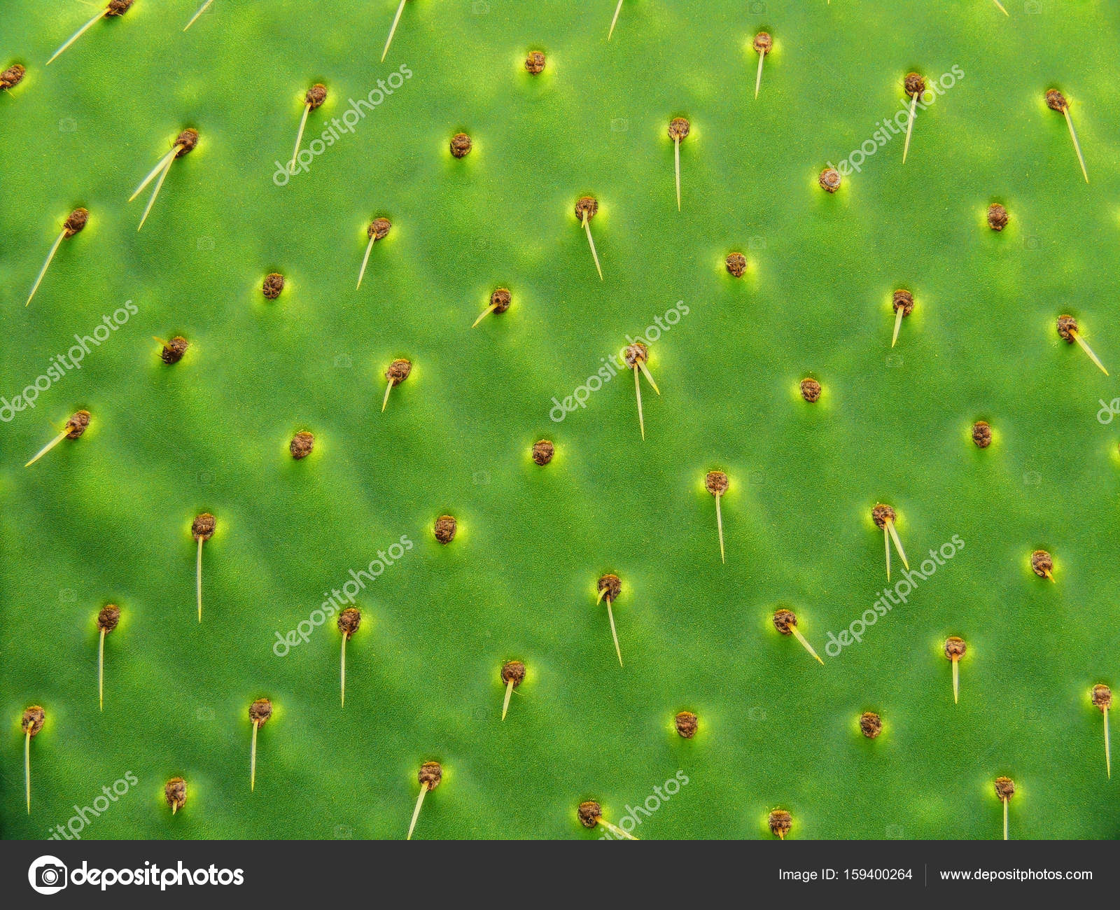 natural cactus texture — Stock Photo © Erika_DC #159400264