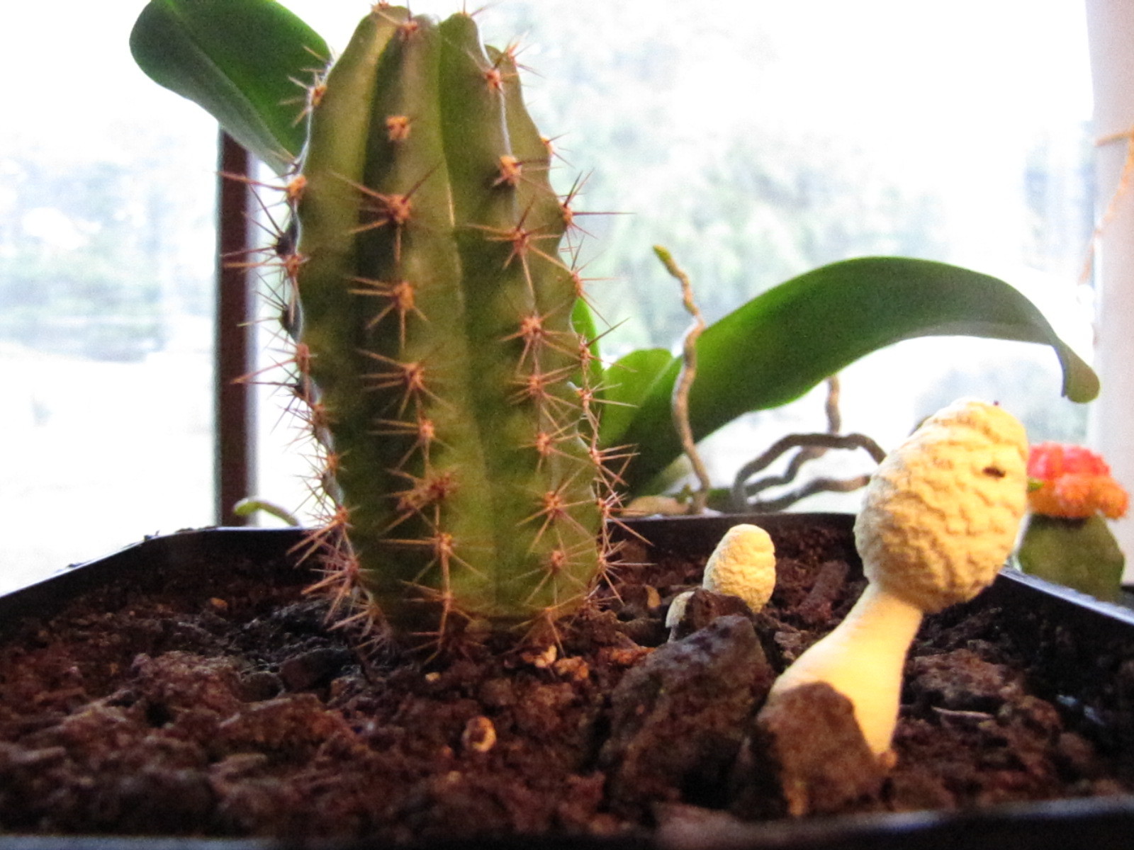 Are mushrooms bad for the cactus? - The Ethnobotanical Garden ...