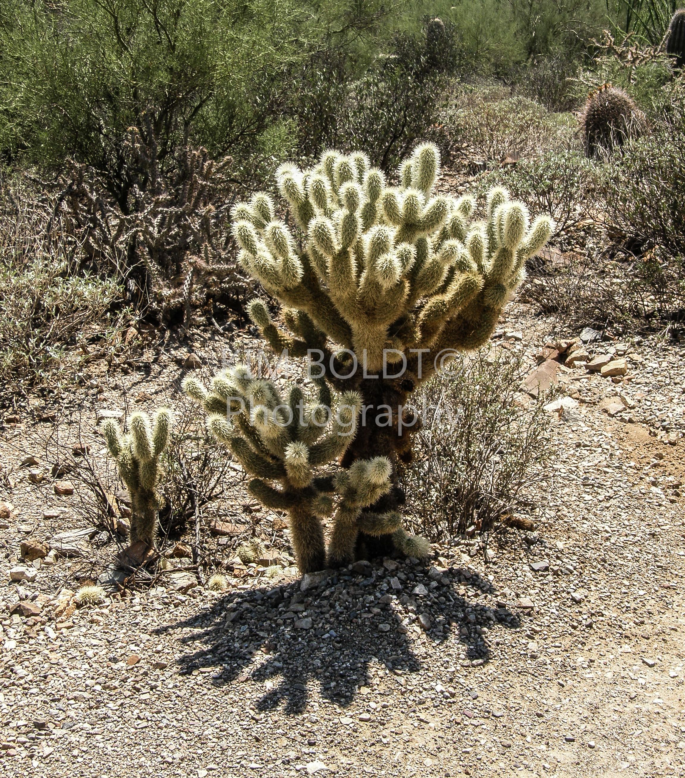 This is the jumping cholla also referred to as the teddy bear cactus ...