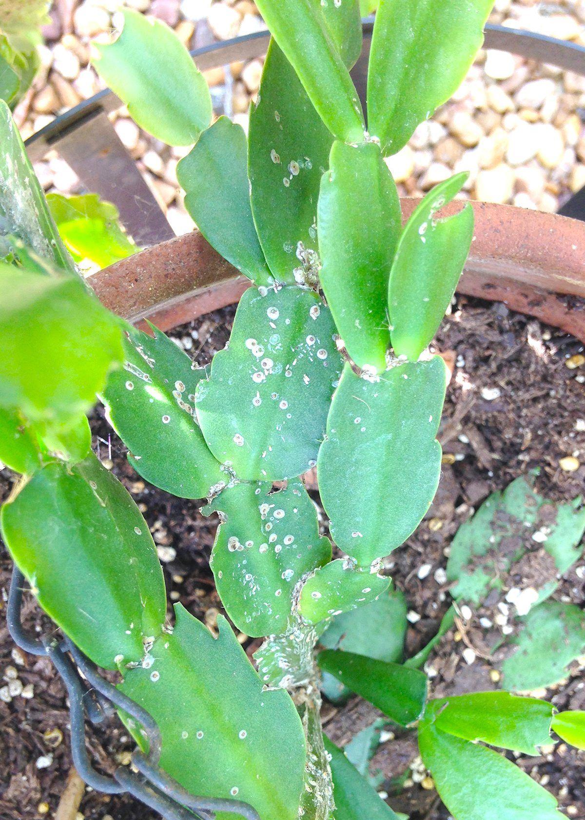 Beware of scale insects on cacti | A | wacotrib.com