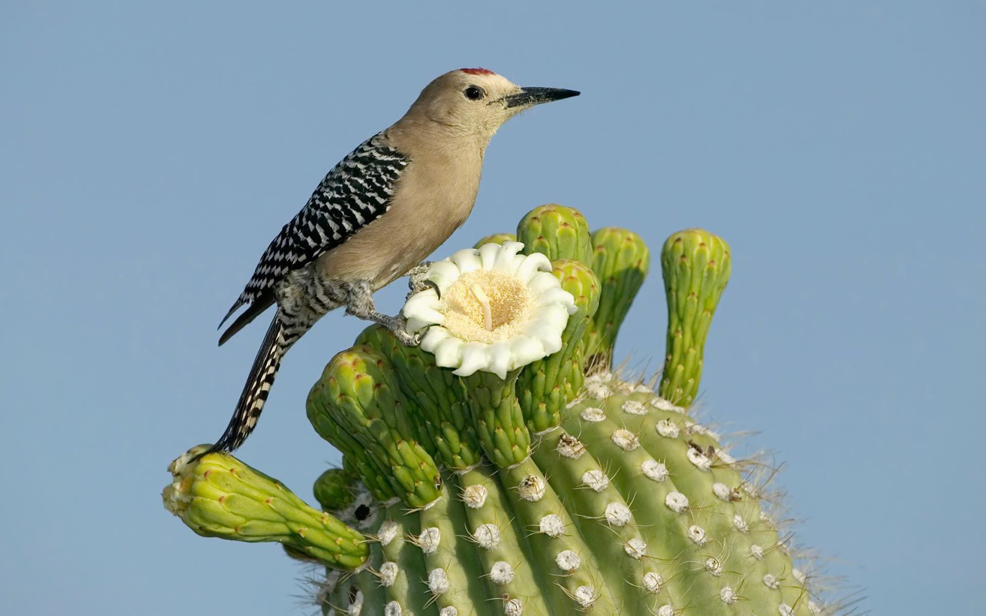 Cactus Wren-the Arizona State bird | The Great Southwest | Pinterest ...