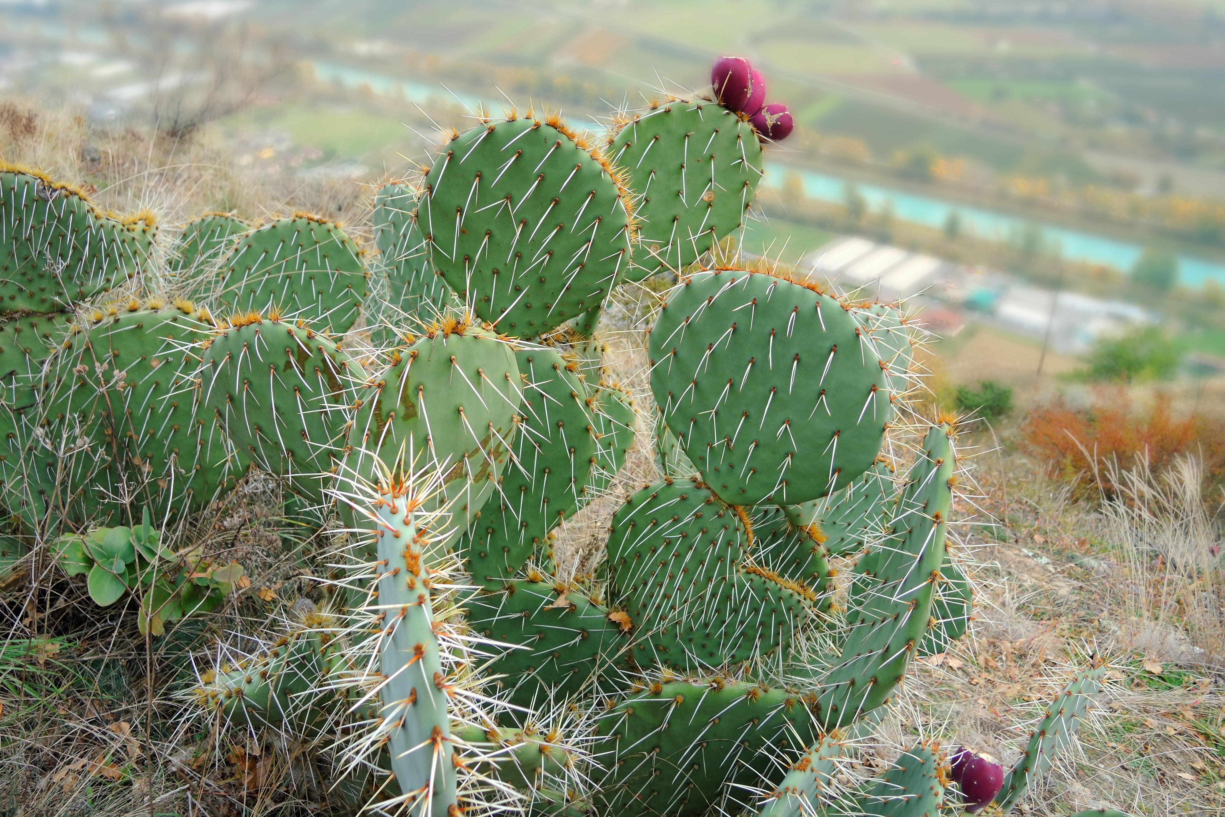 File:Cactuses.jpg - Wikimedia Commons