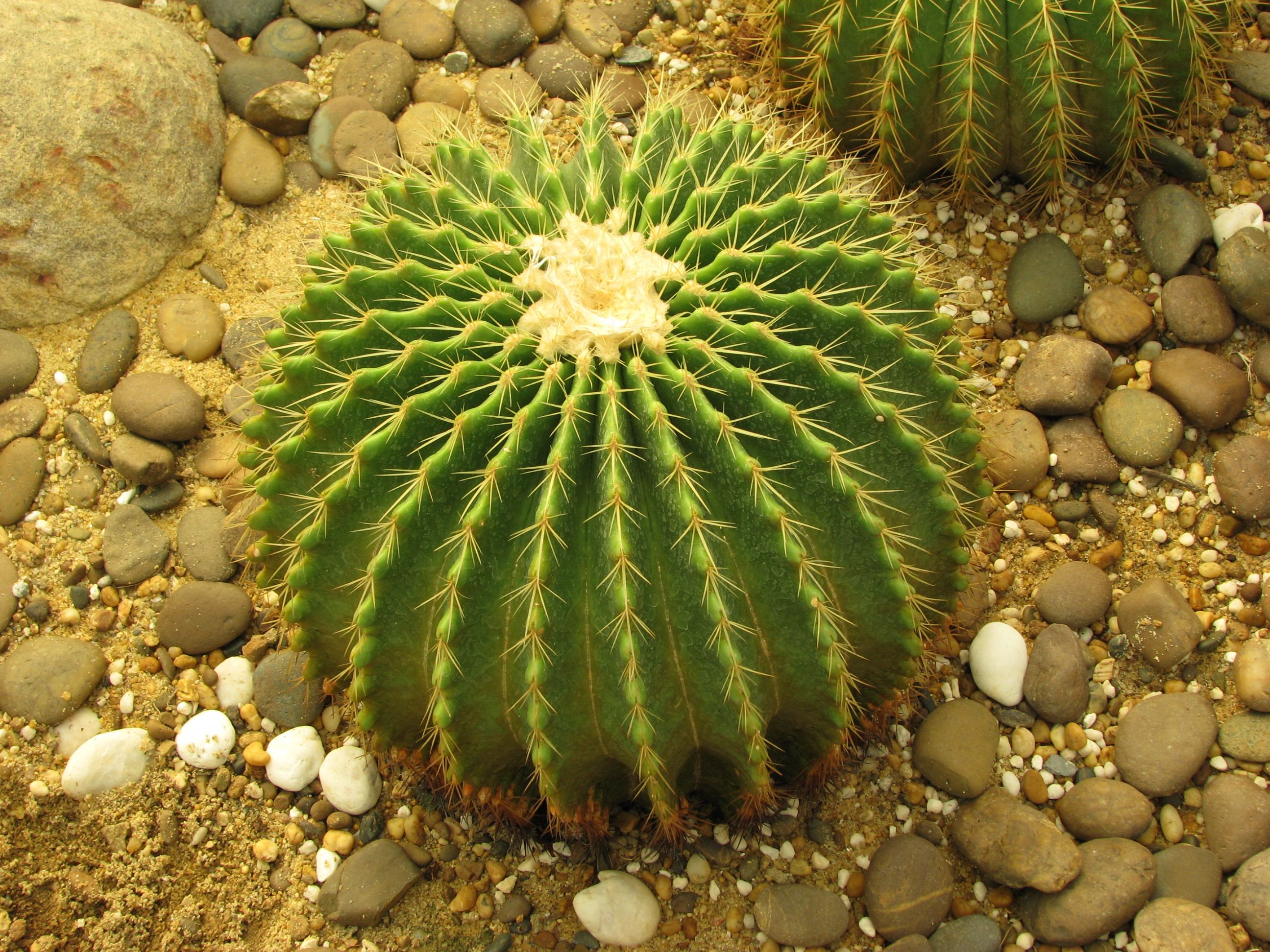 A cactus (plural: cacti, cactuses, or cactus) is a member of the ...