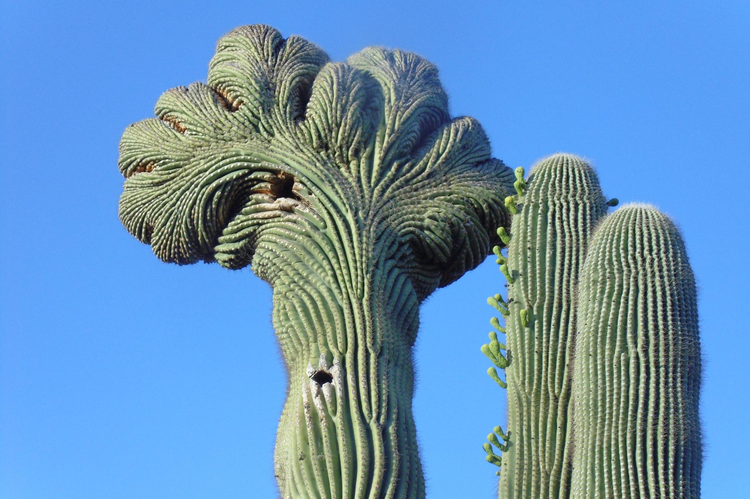 The cactus poachers of Phoenix who are ruining the Arizona desert ...