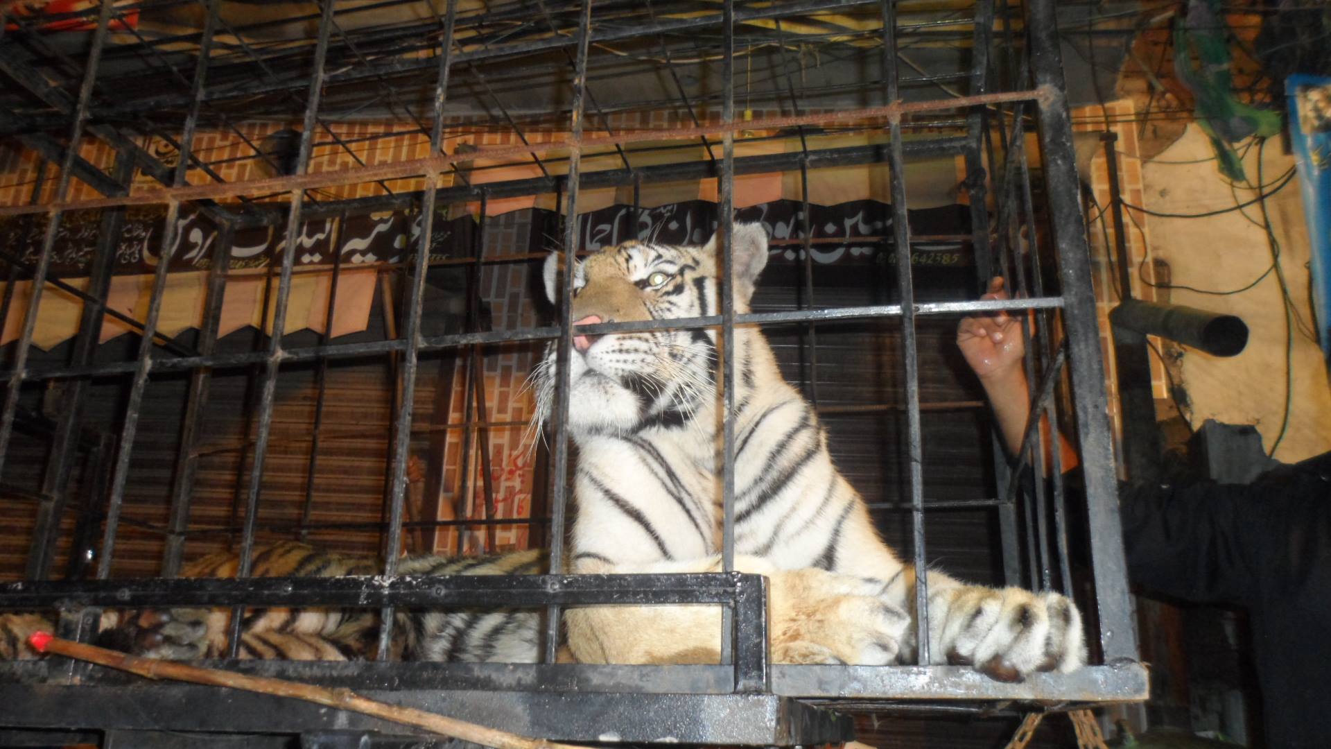 Caged Tiger Paraded at PML-N Rally