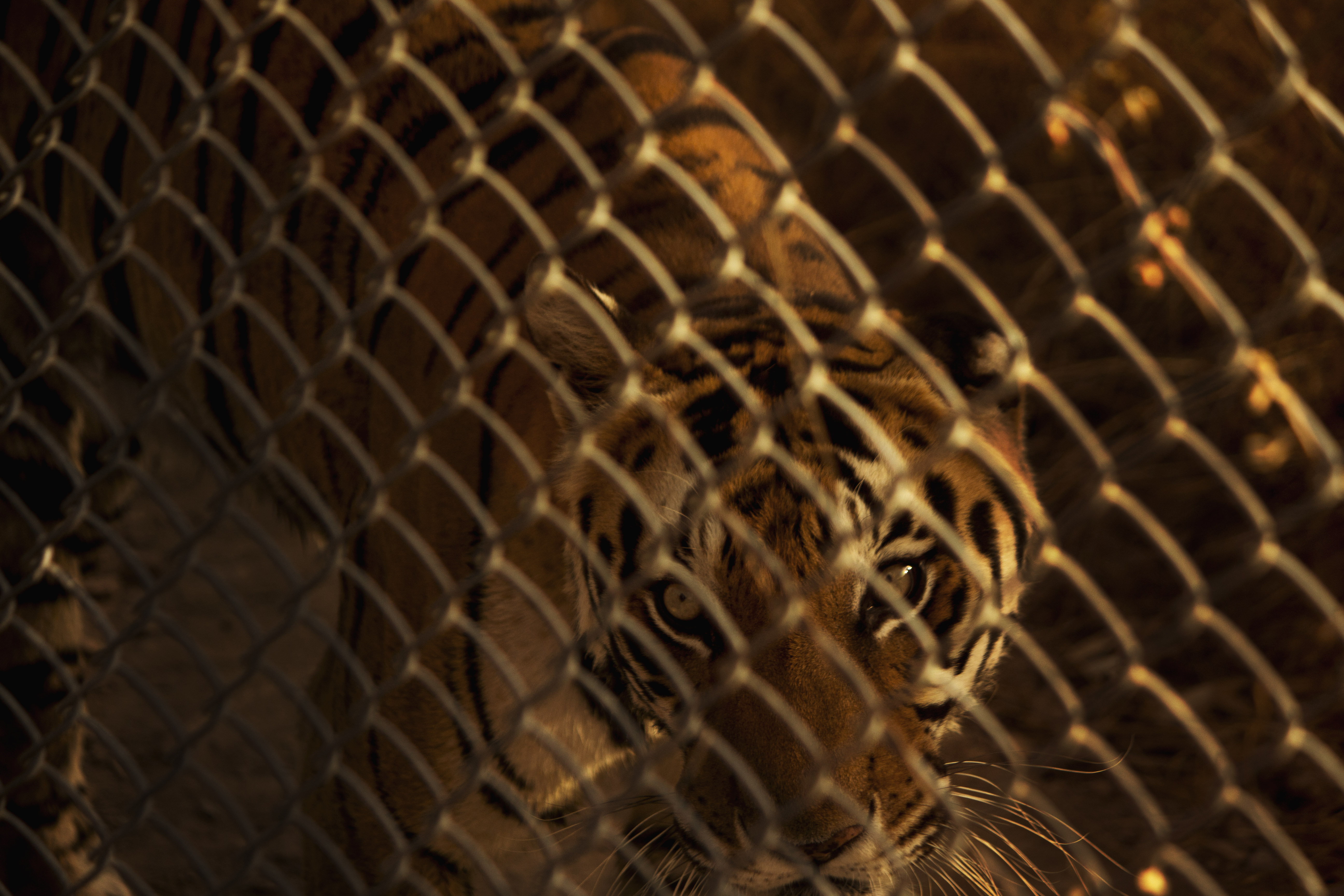 File:Caged Tiger.jpg - Wikimedia Commons