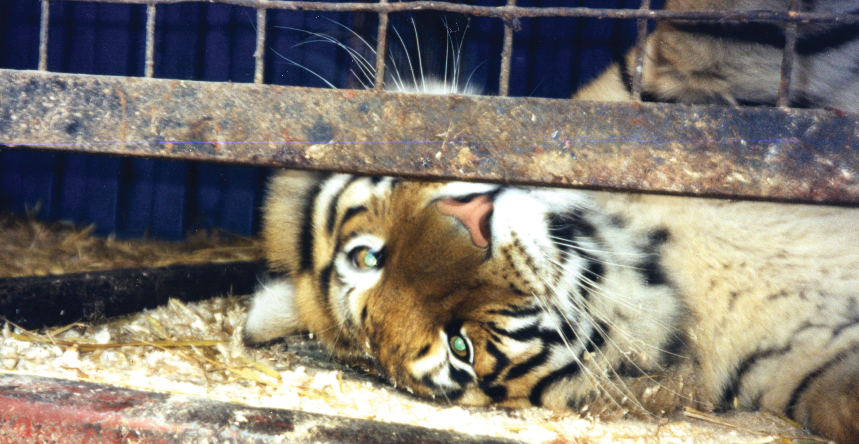 Chipperfield-caged-tiger-3k-x-1550 - Stop Circus Suffering