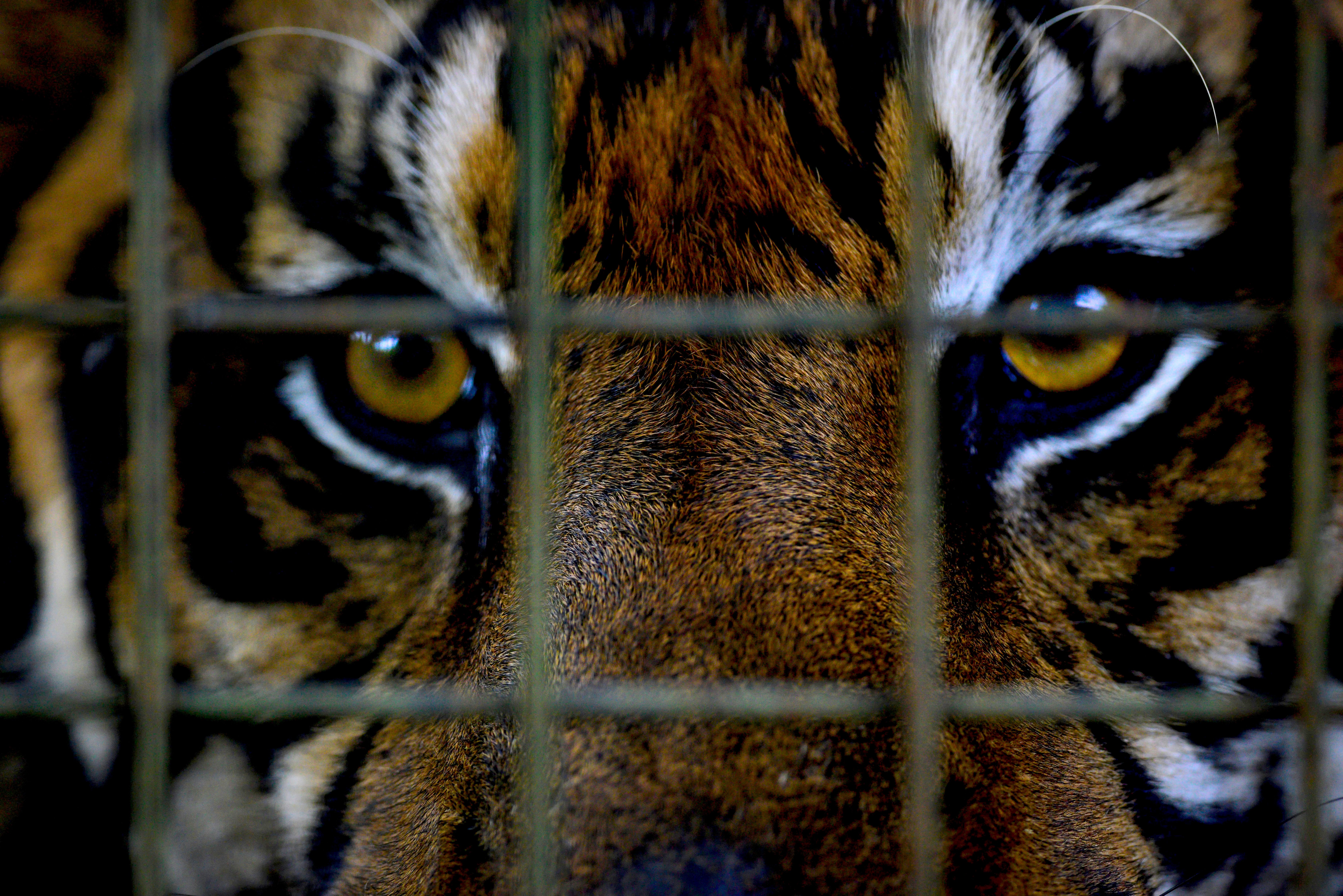 Principal apologizes for having caged tiger at prom [Video]
