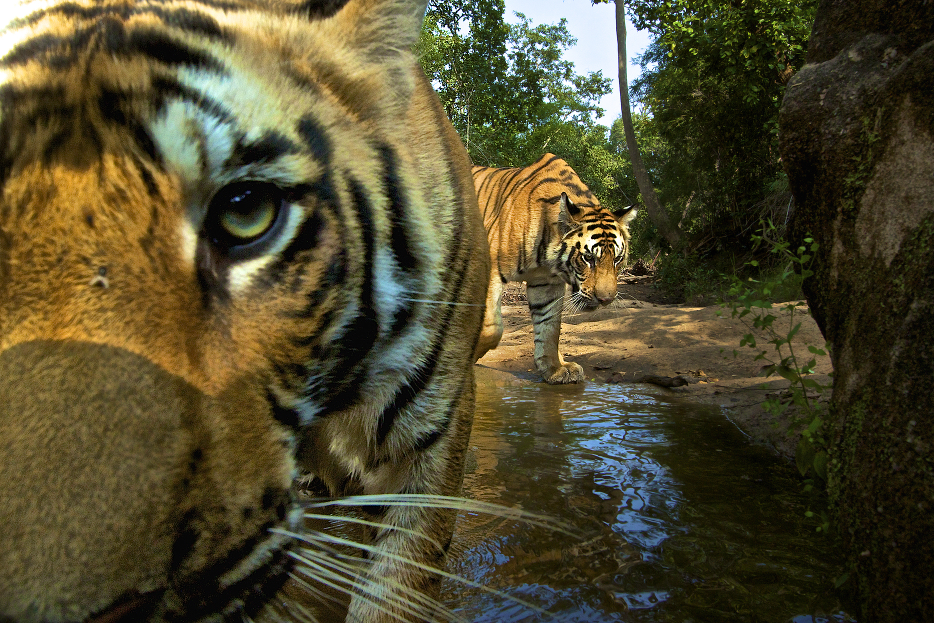 Tigers and Wild Cats for Sale in Myanmar: A Tale of Two Border Towns ...