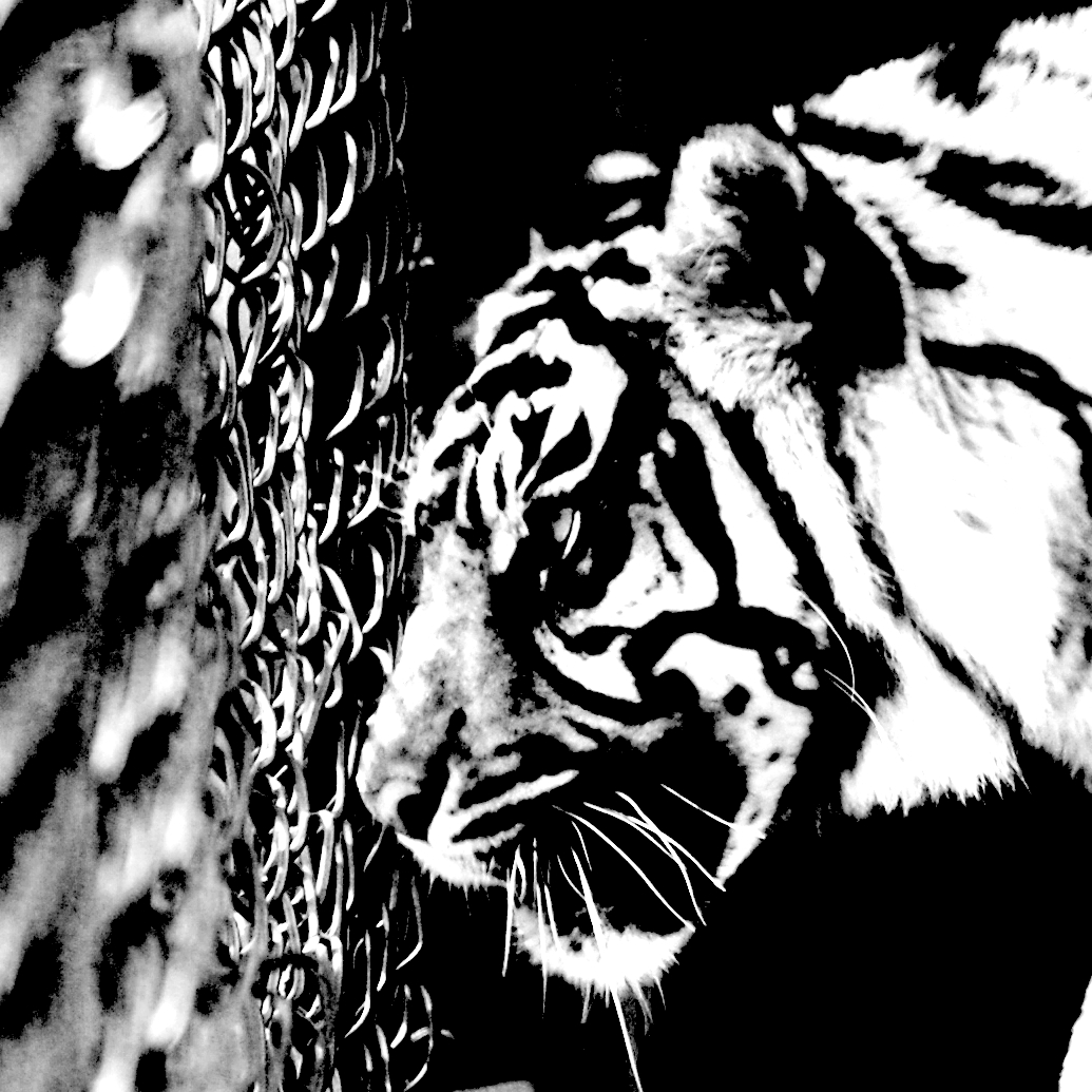 Caged Tiger, Blackandwhite, Cage, Growling, Tiger, HQ Photo